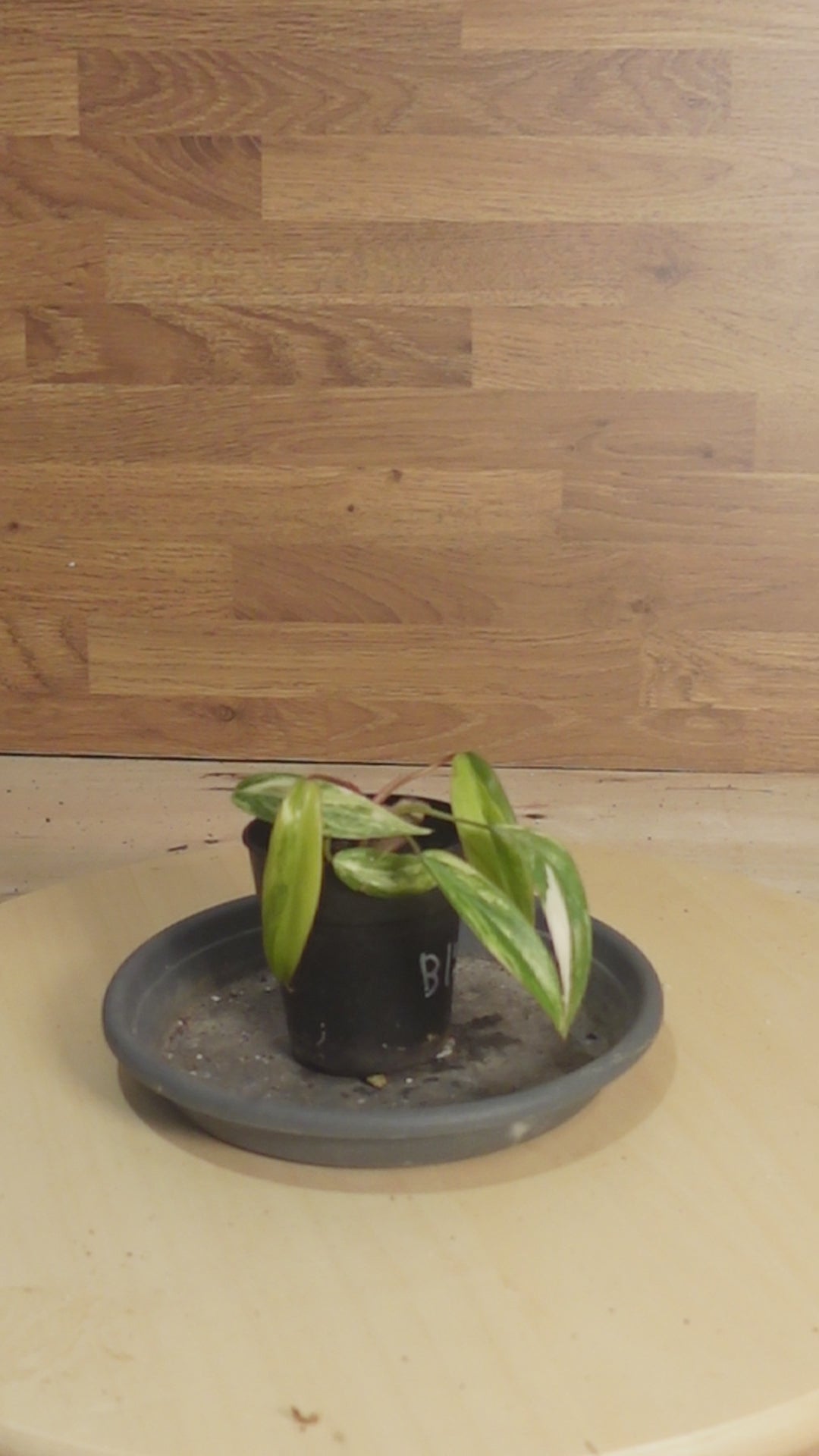 philodendron strawberry shake