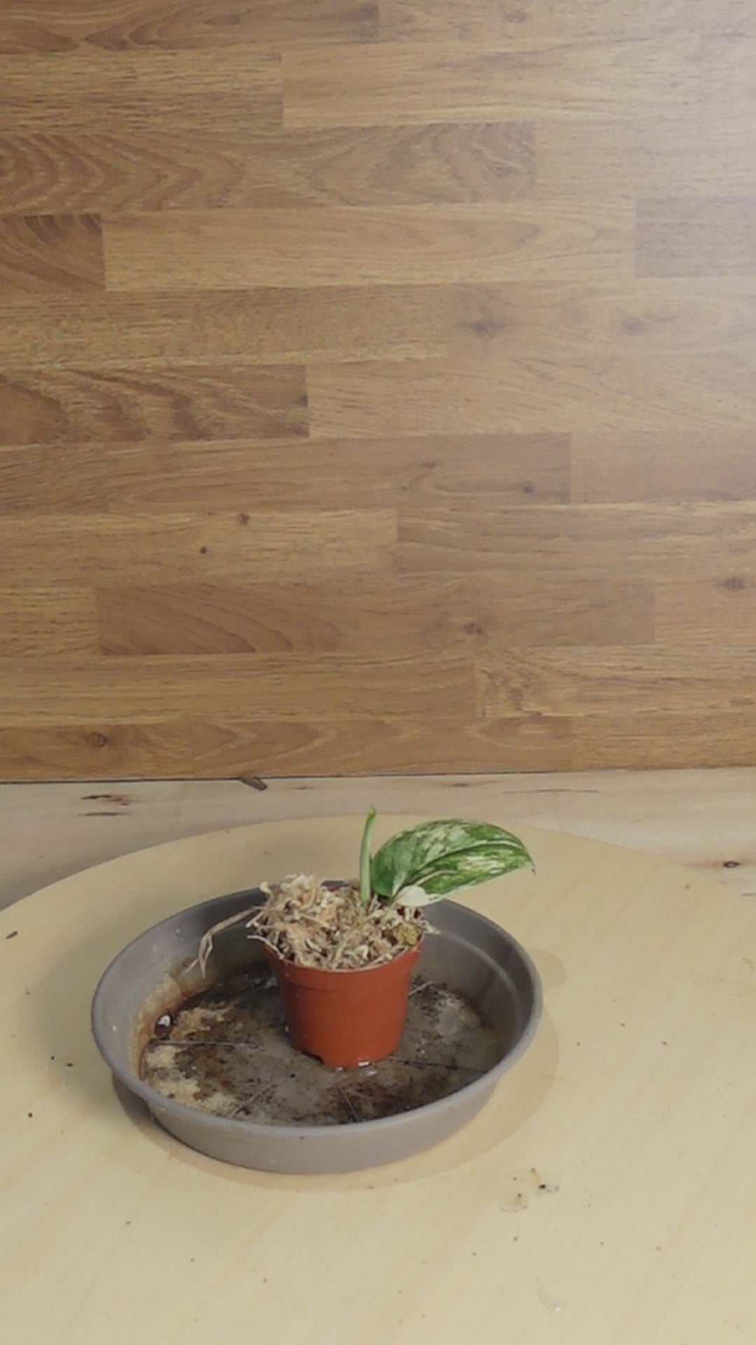 Scindapsus 'Jade Satin'