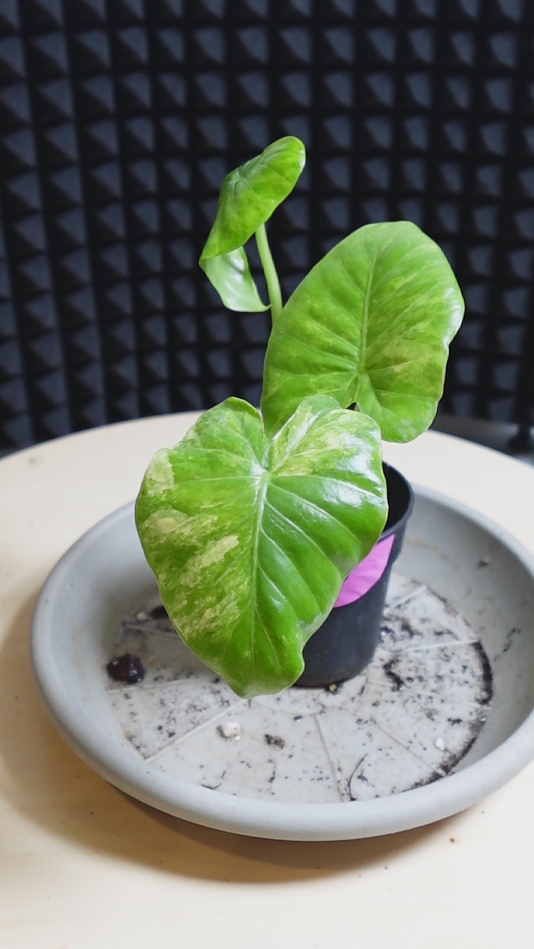 Alocasia odora variegata