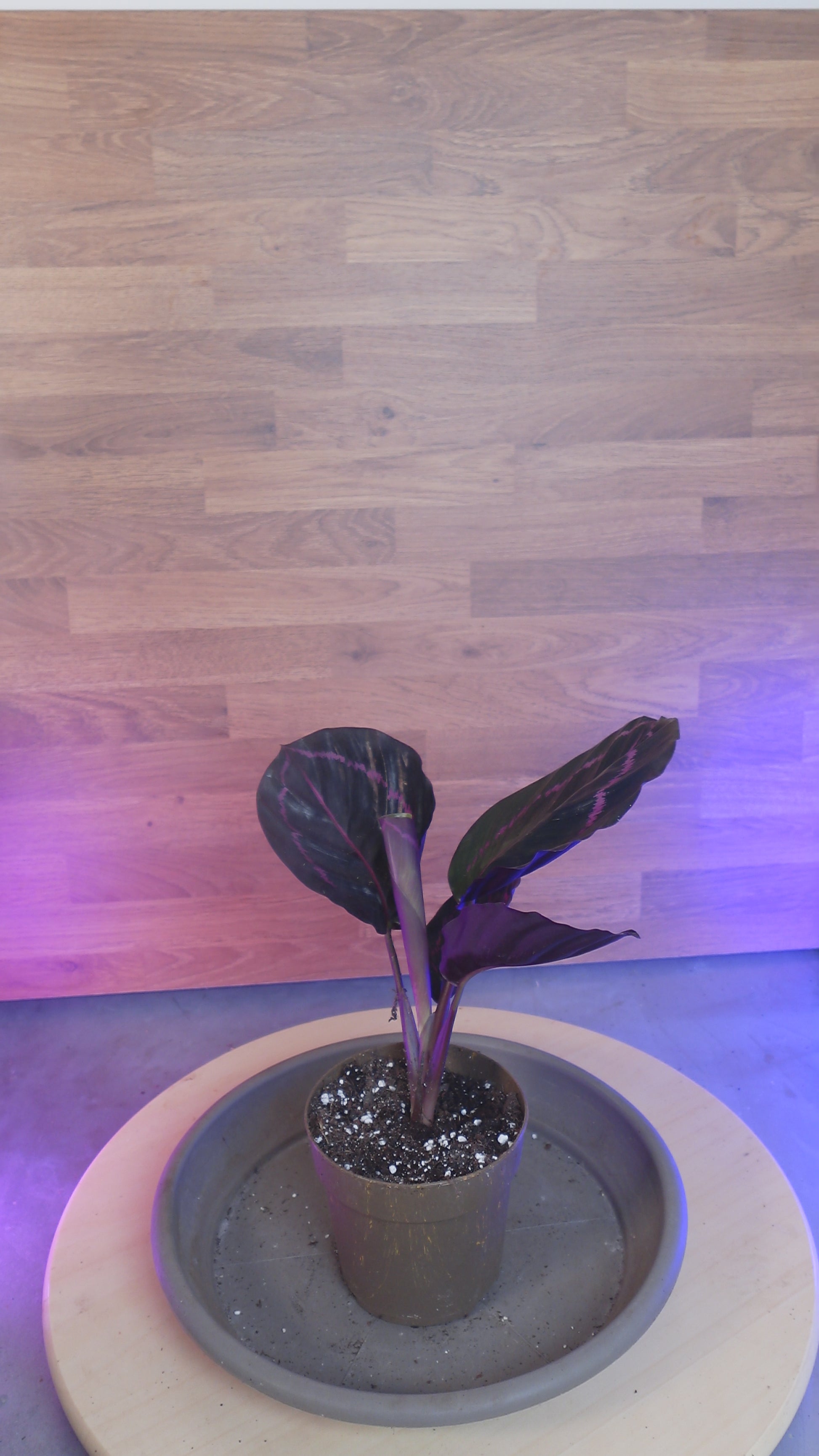 Calathea roseopicta 'Dottie'