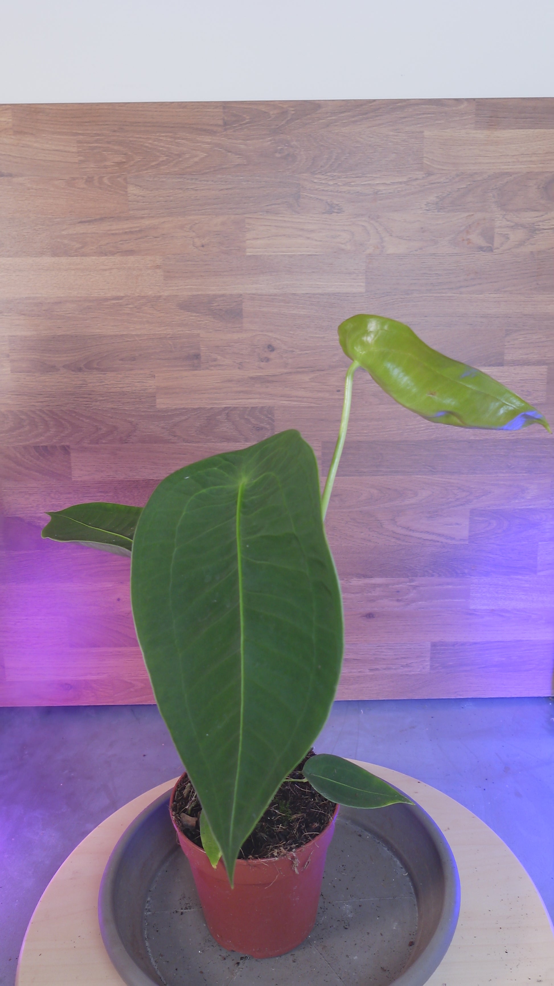 Anthurium peltigerum