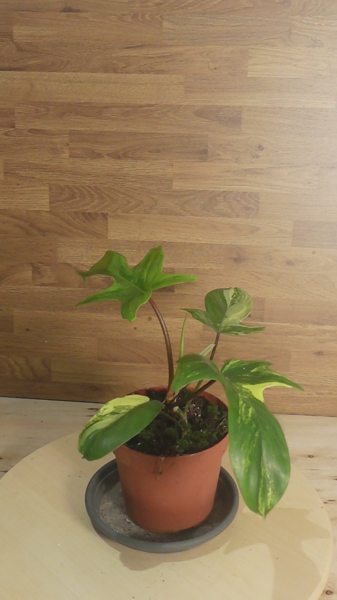 Philodendron florida beauty