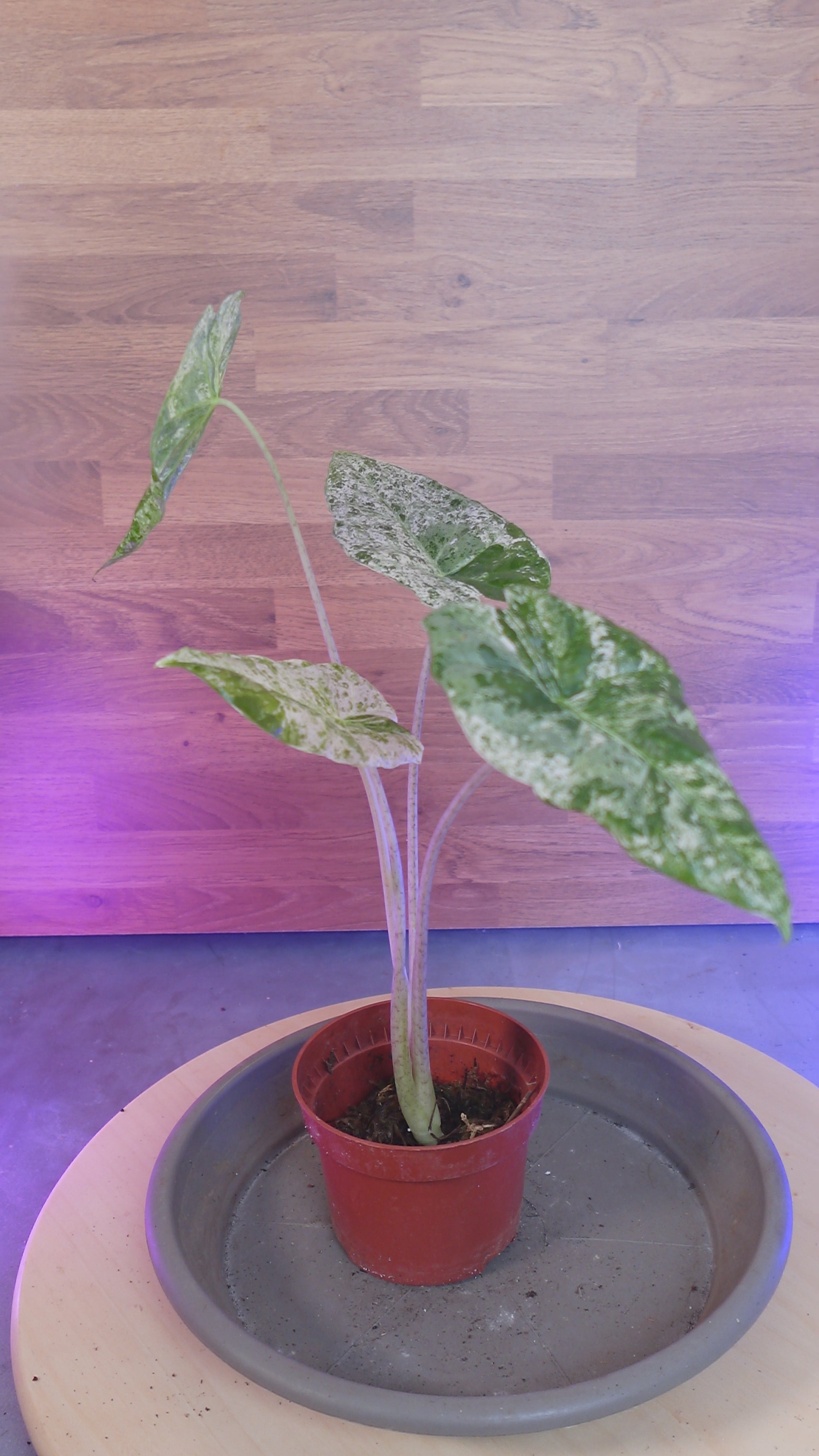Alocasia odora 'Batik Variegata'