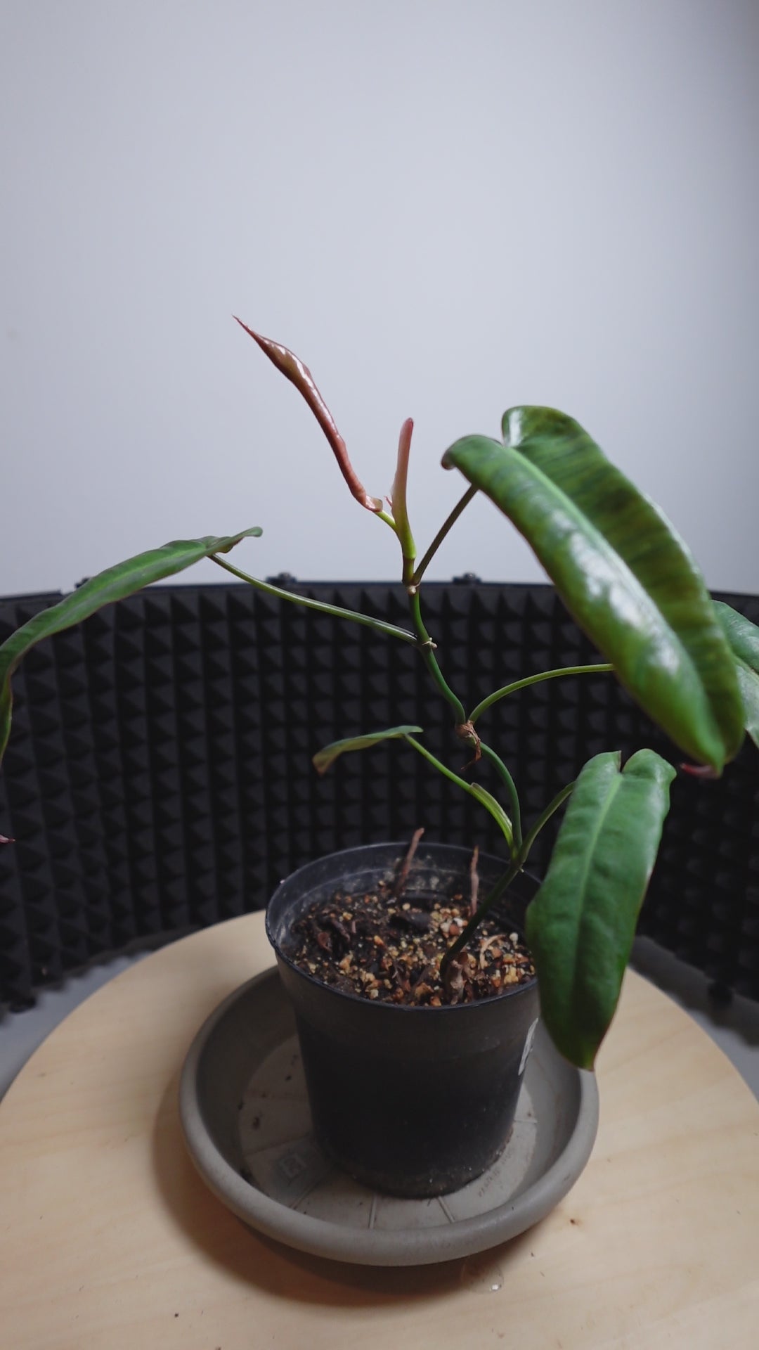 Philodendron atabapoense