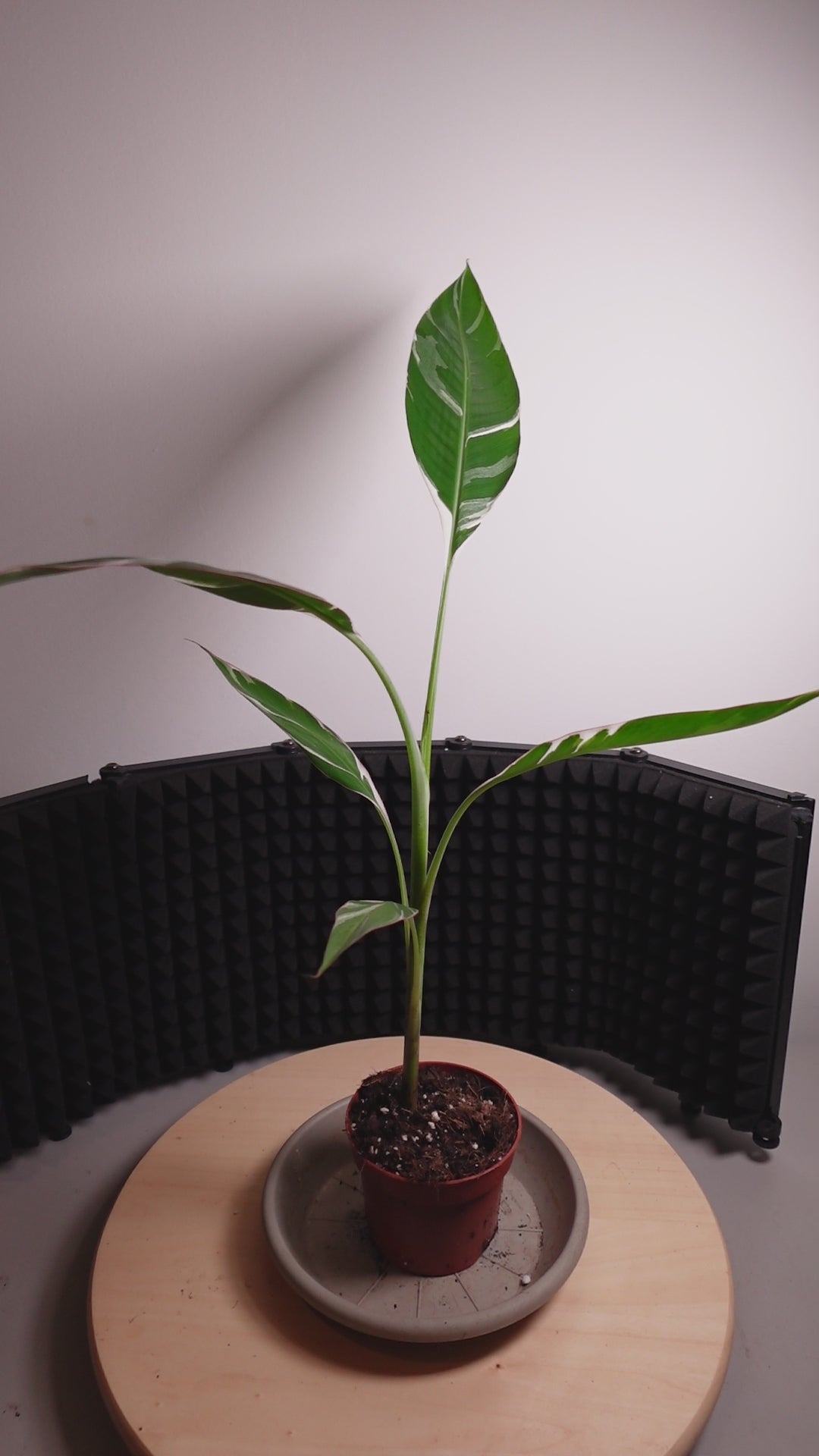 Musa 'Florida Variegata'