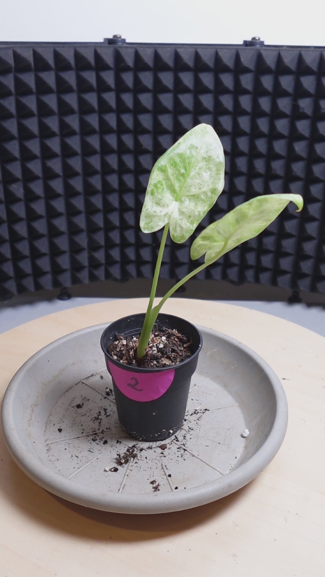 Alocasia macrorrhiza 'Camouflage'