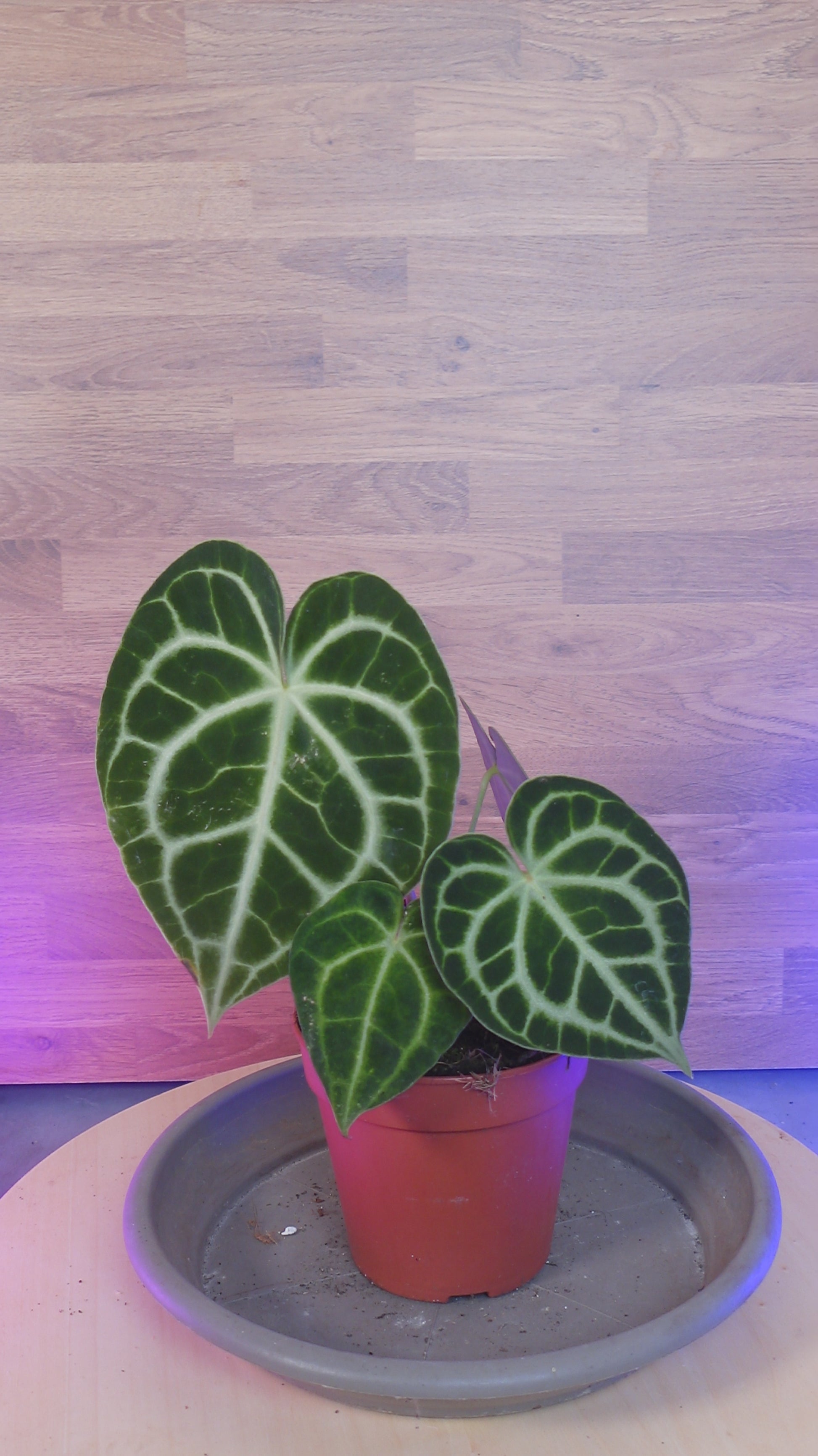 Anthurium Clarinervium