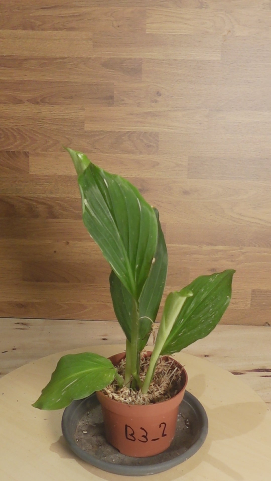 Kaempferia pulchra 'Marble Variegata'