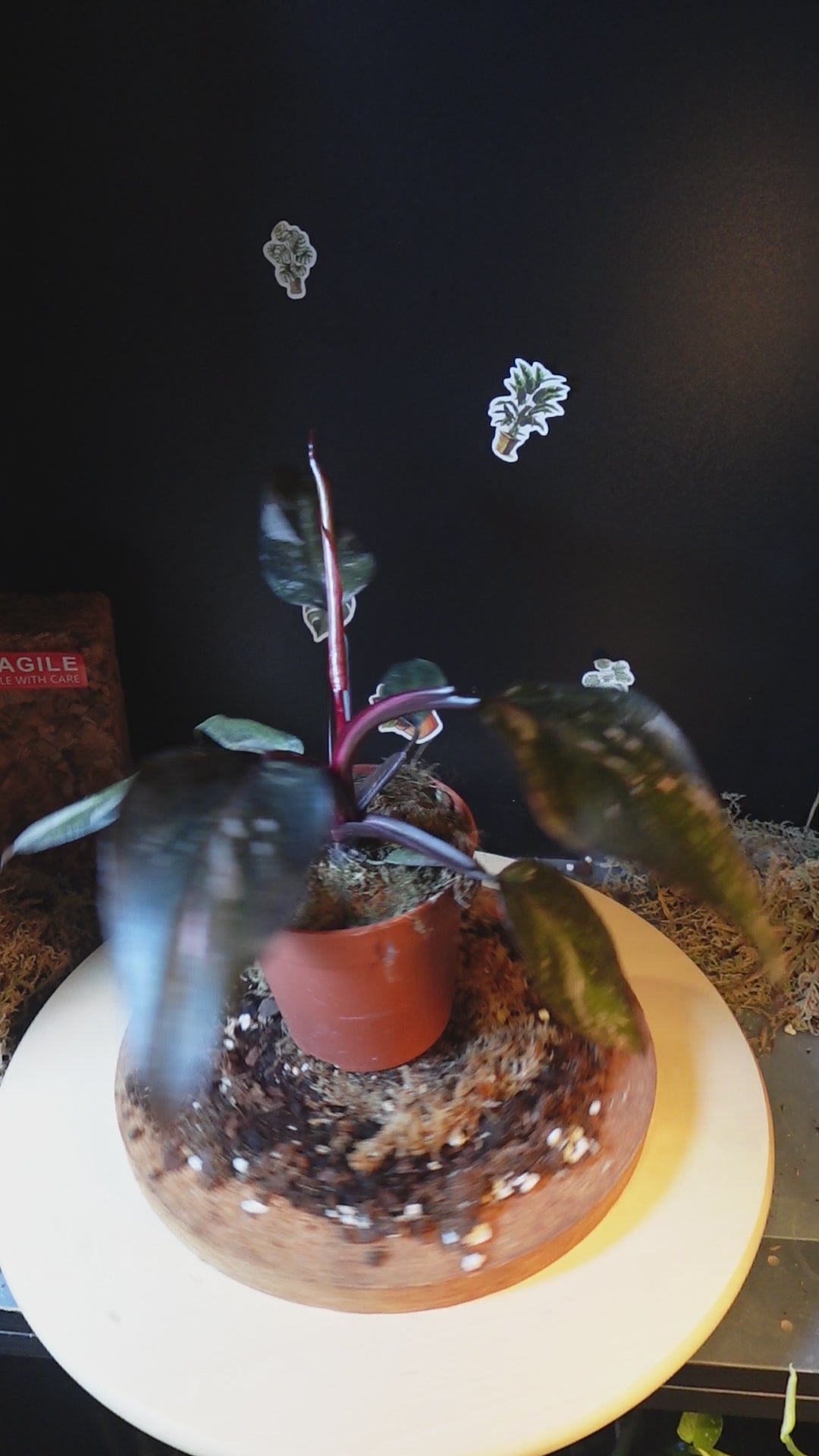 Philodendron 'Burgundy Princess'