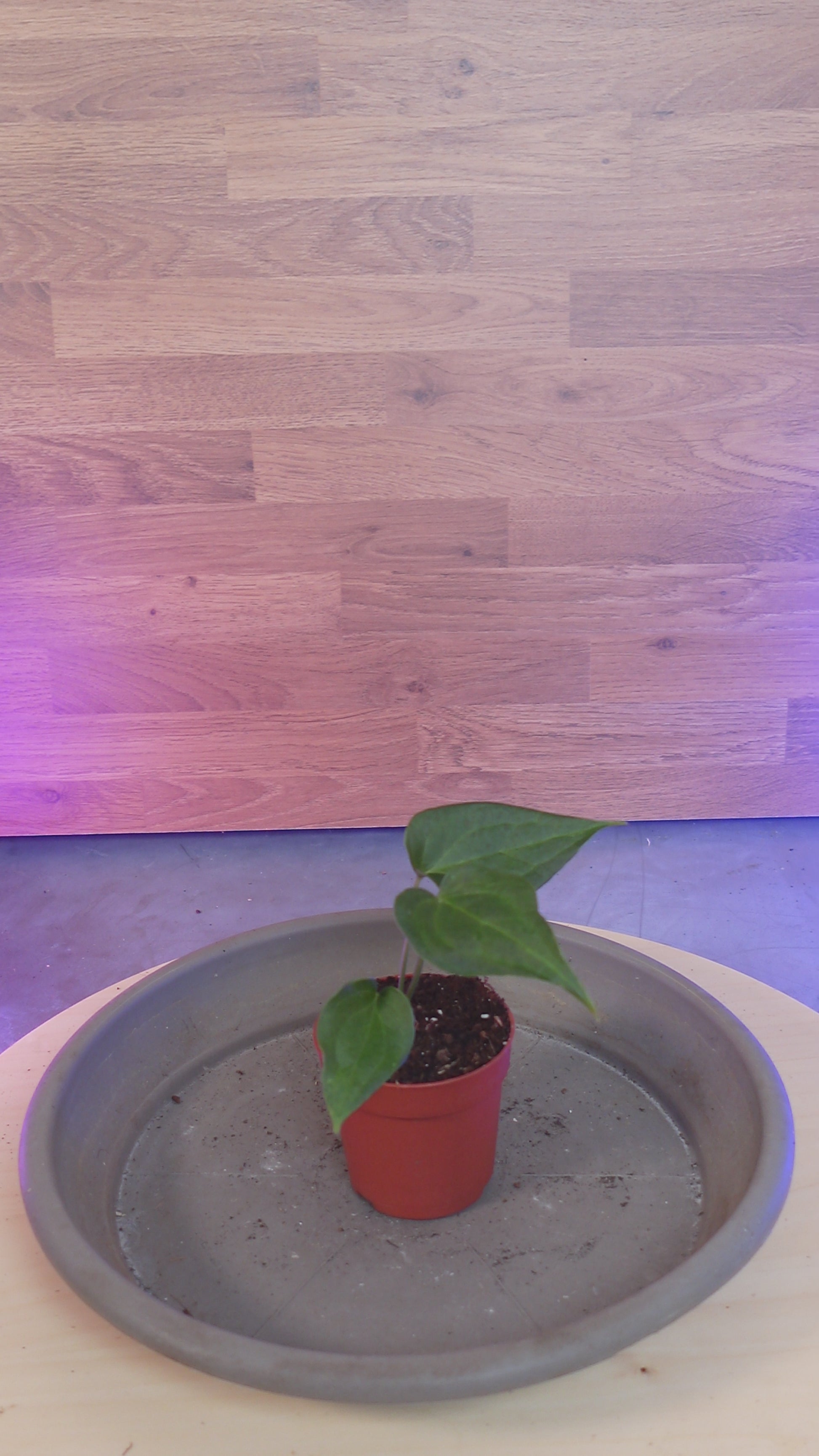 anthurium delta force