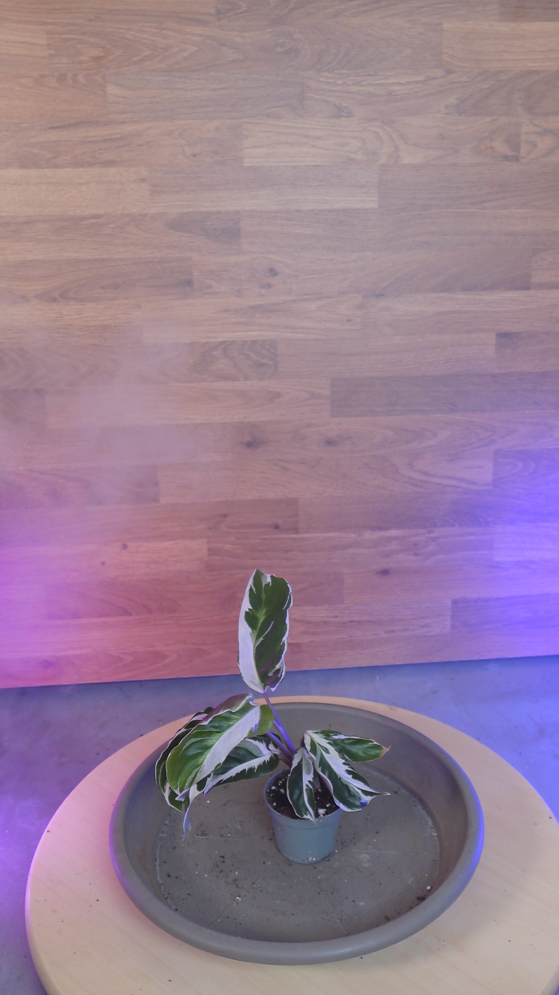 Calathea 'White Miracle'