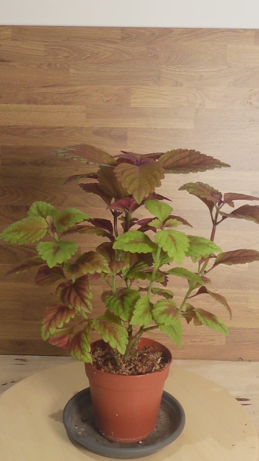 coleus Hybride 'Rustic Orange'