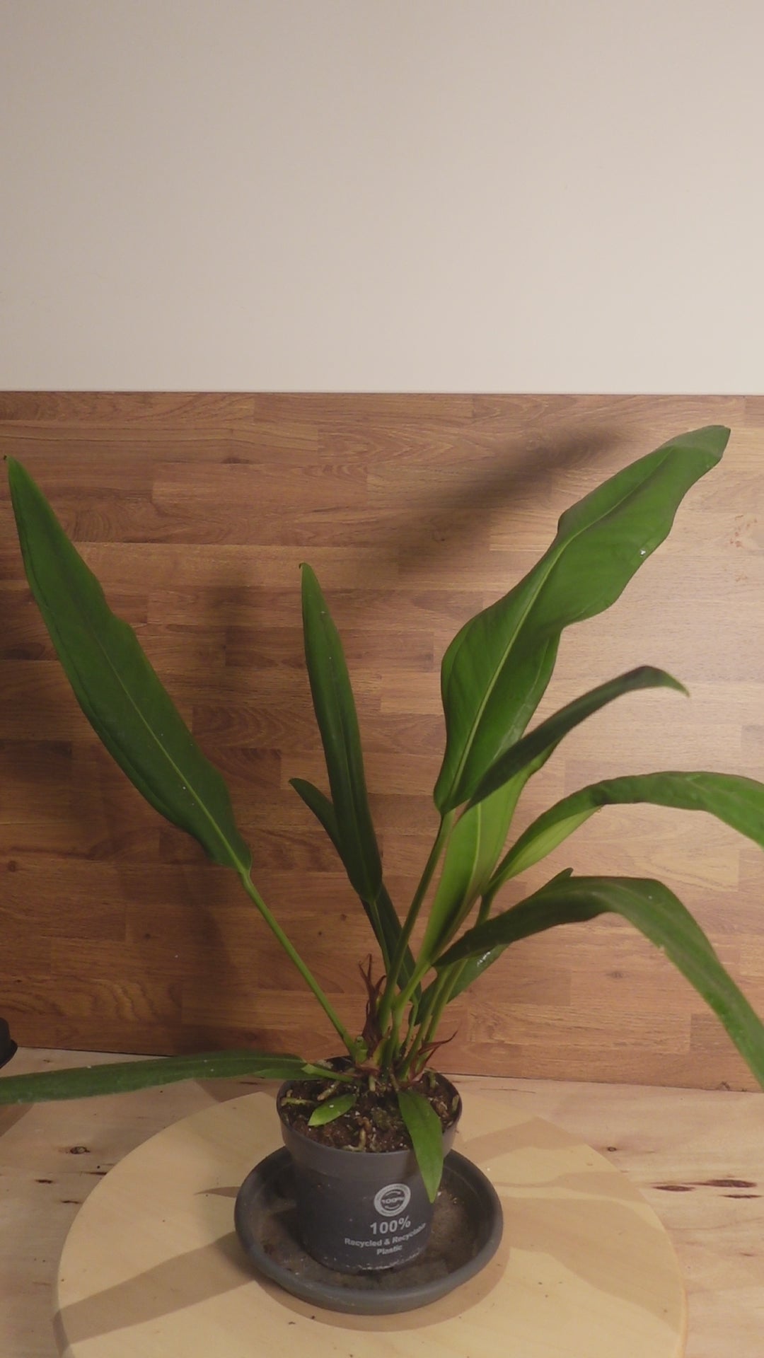 Anthurium bakeri