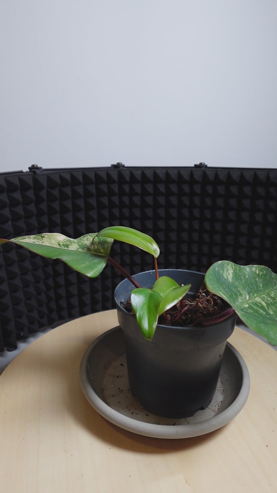 philodendron strawberry shake