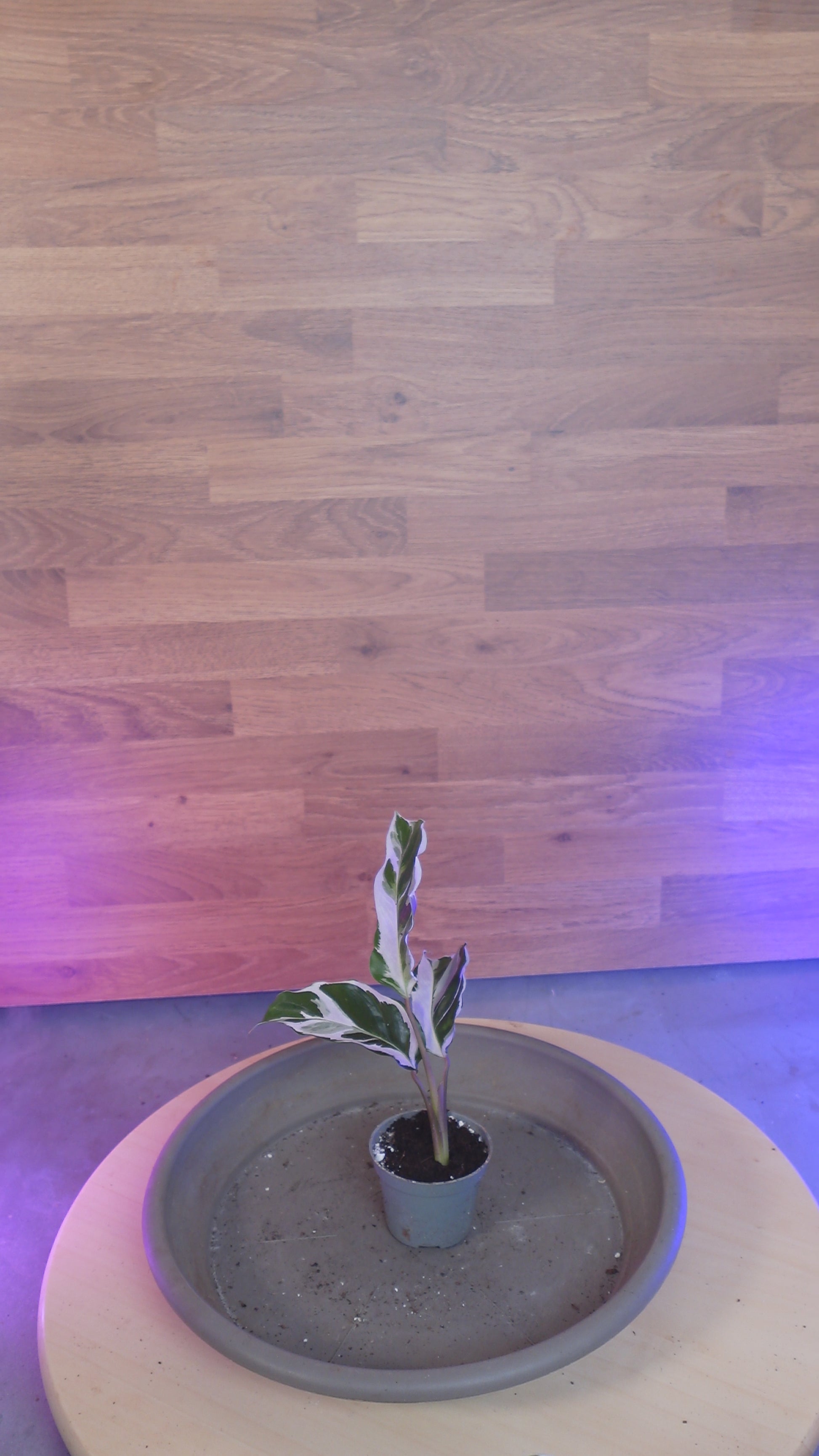 Calathea 'White Miracle'