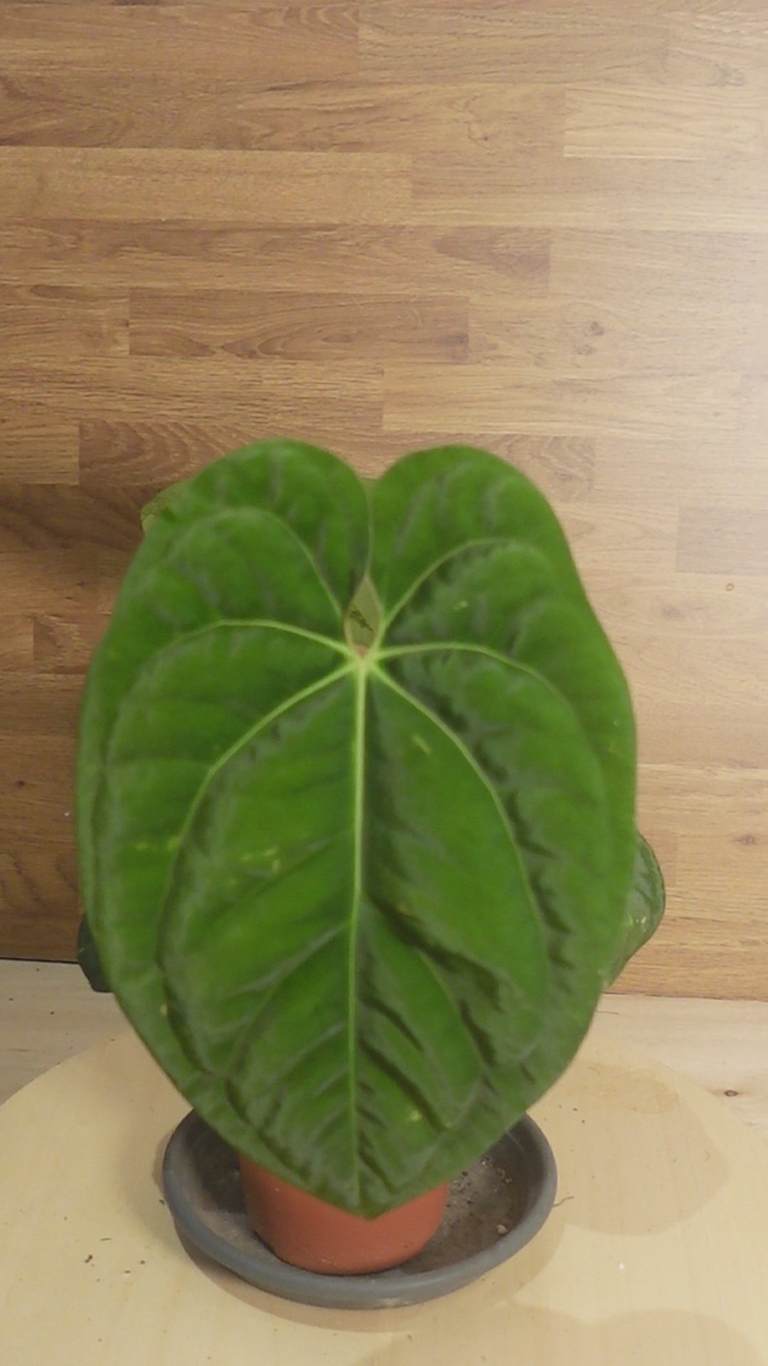 Anthurium 'Dark Phoenix'