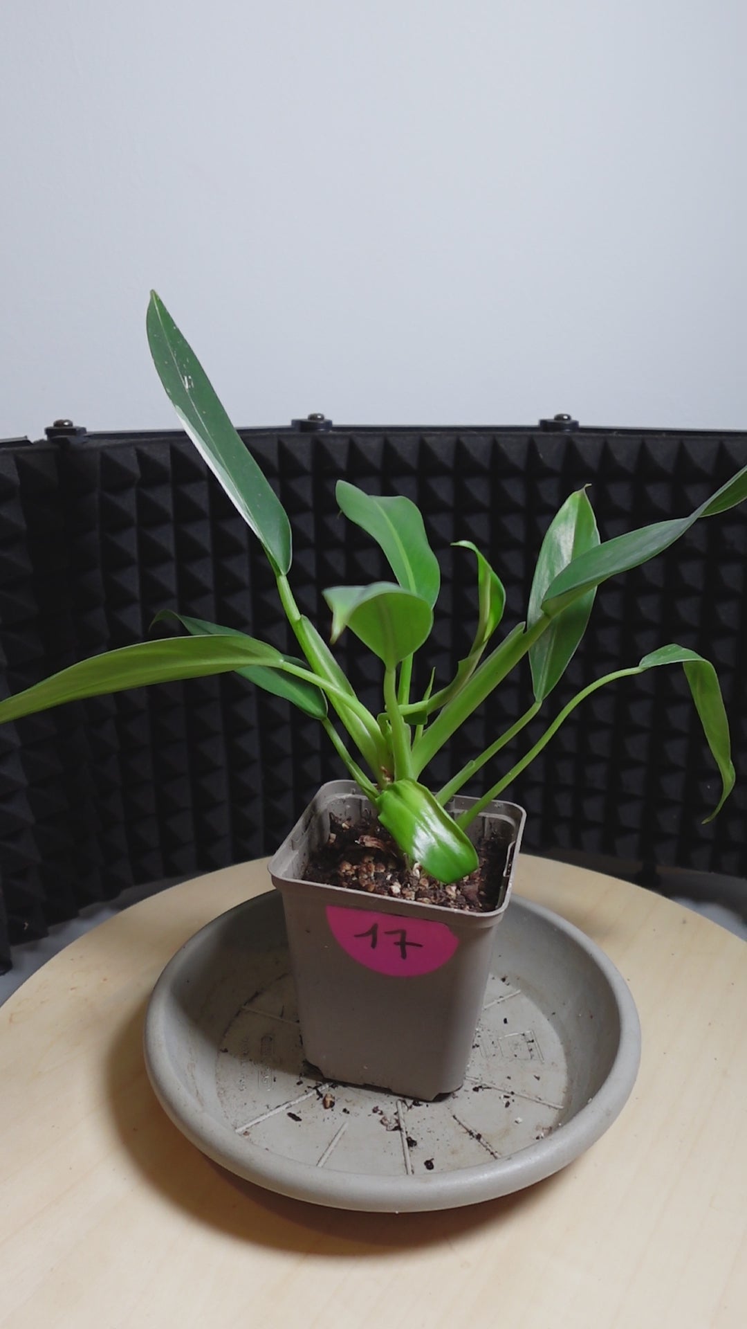 Philodendron 'Imbe Variegata'