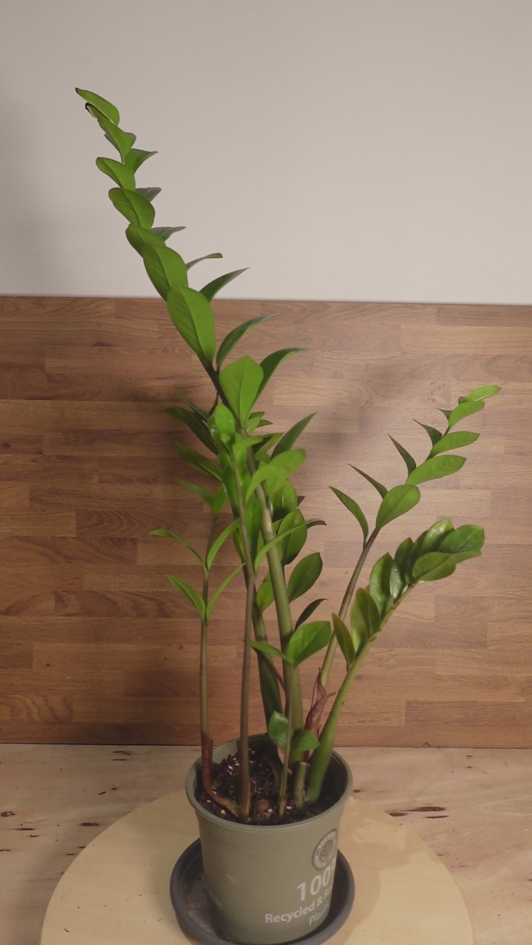 Zamioculcas