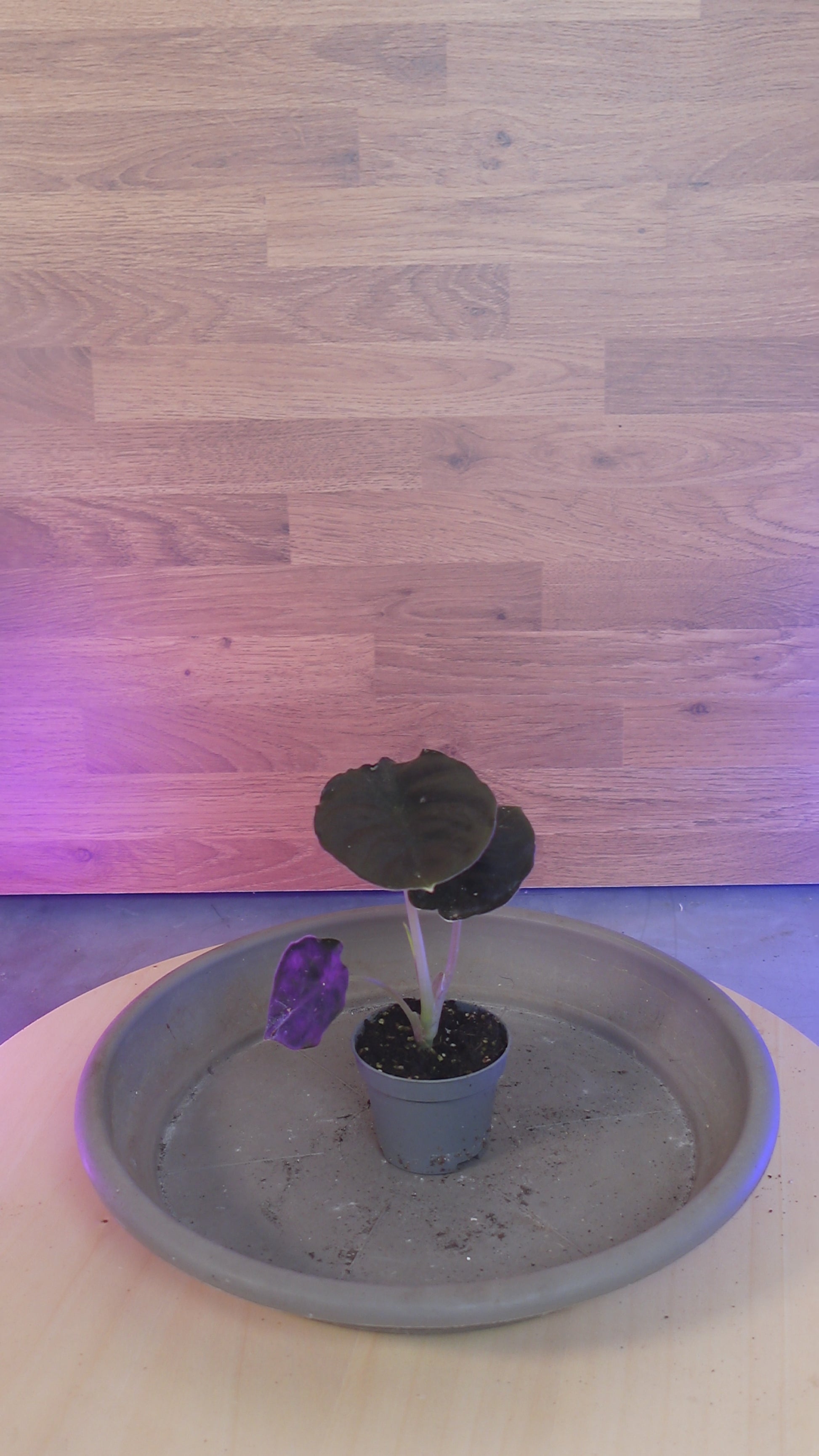 Alocasia infernalis BLACK MAGIC