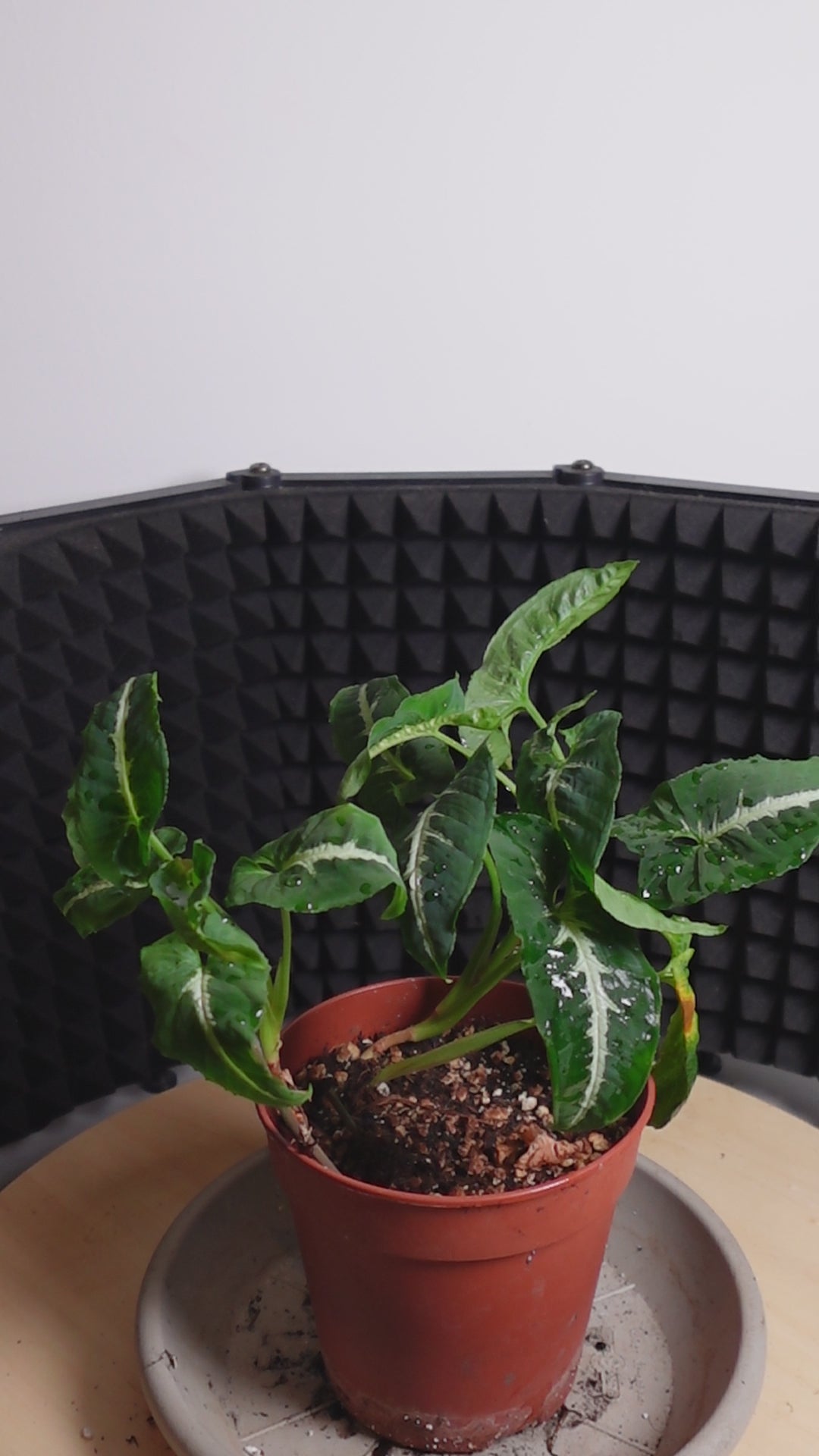 Syngonium wendlandii