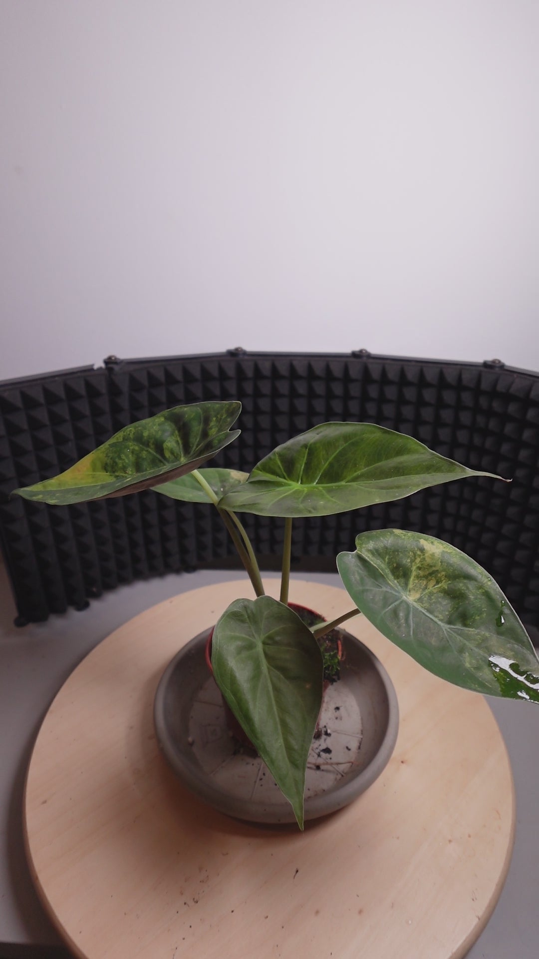 Alocasia wentii variegata aurea