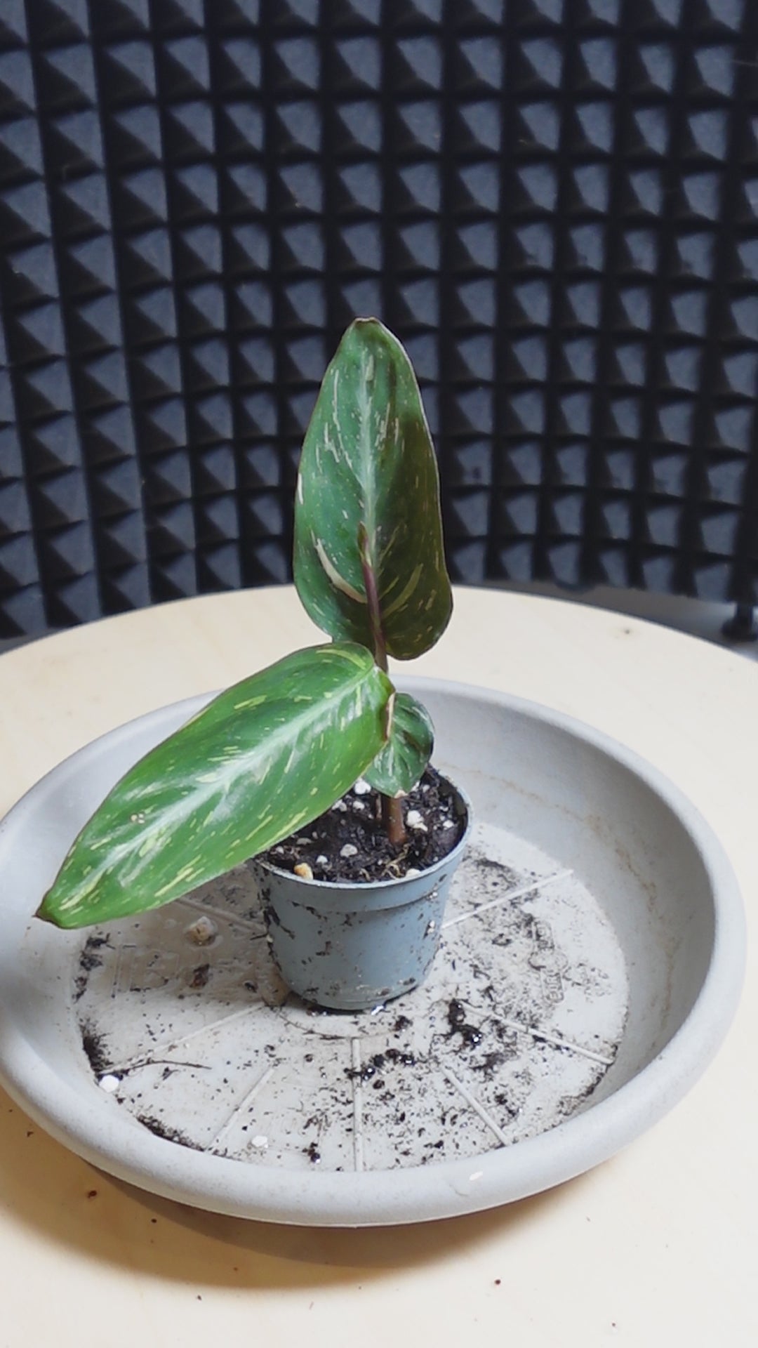 Calathea Stromanthe 'Magic Star'