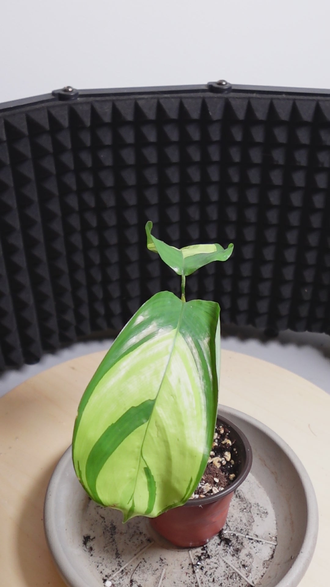 Calathea pilosa