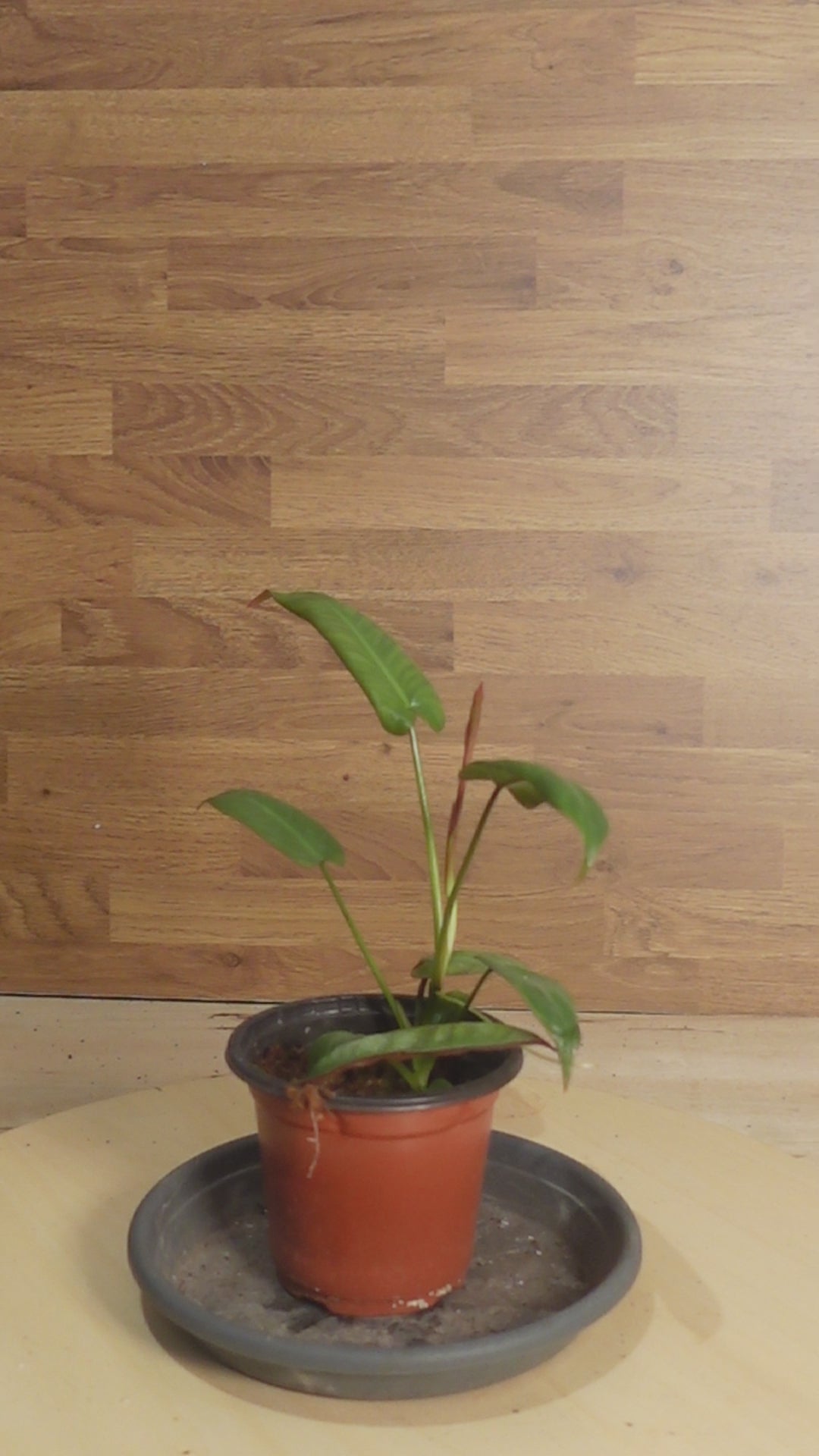 Philodendron atabapoense