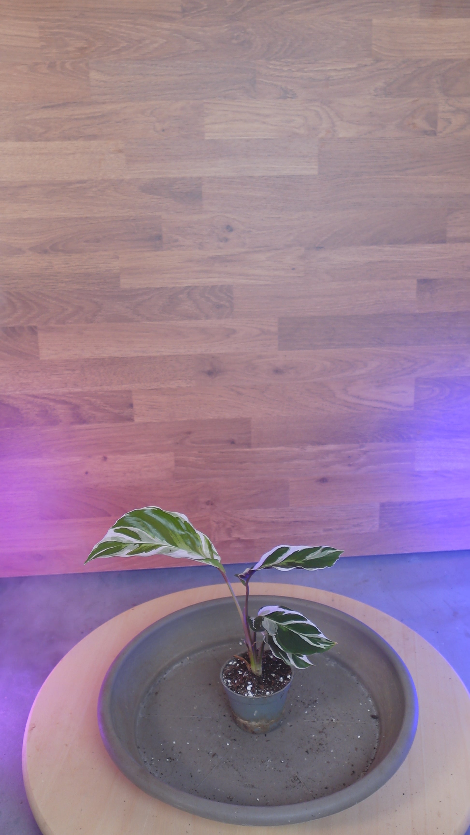 Calathea 'White Miracle'