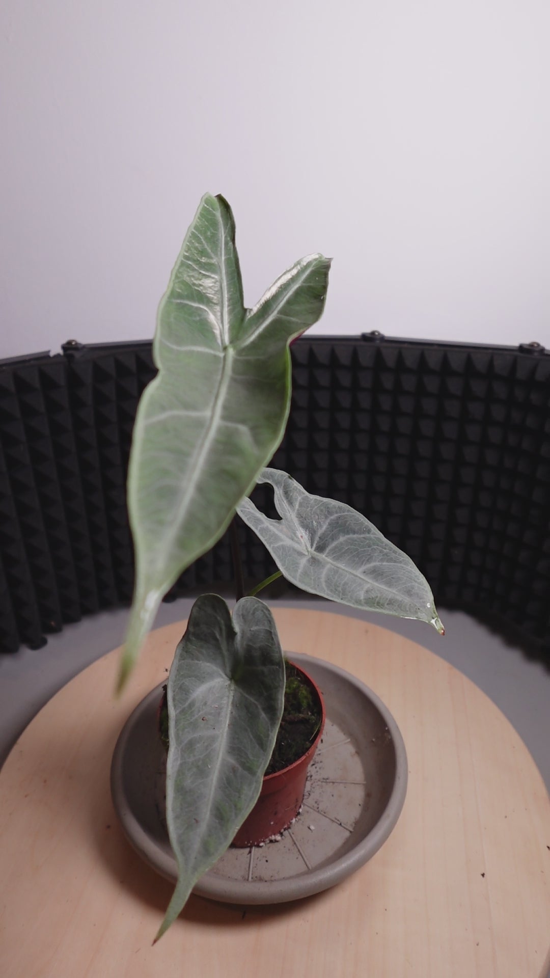 Alocasia longiloba SILVER