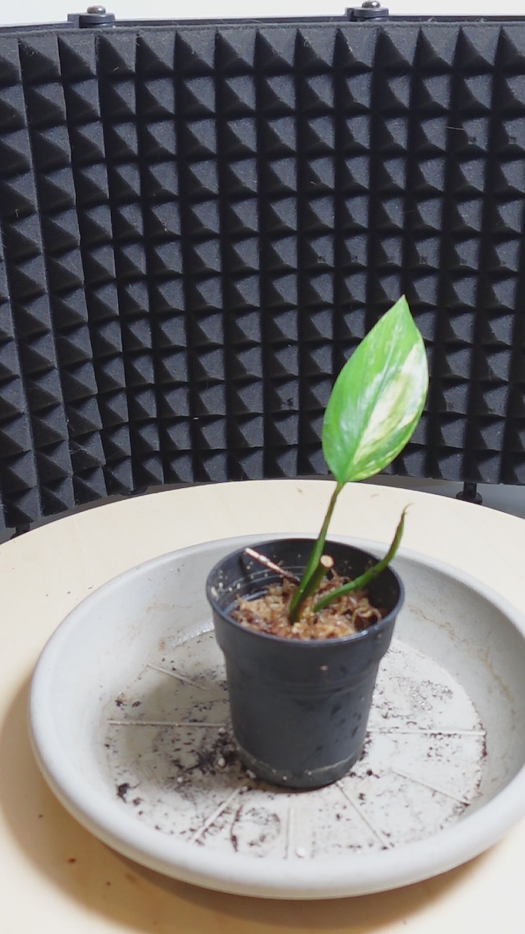 Epipremnum amplissimum 'Variegata'