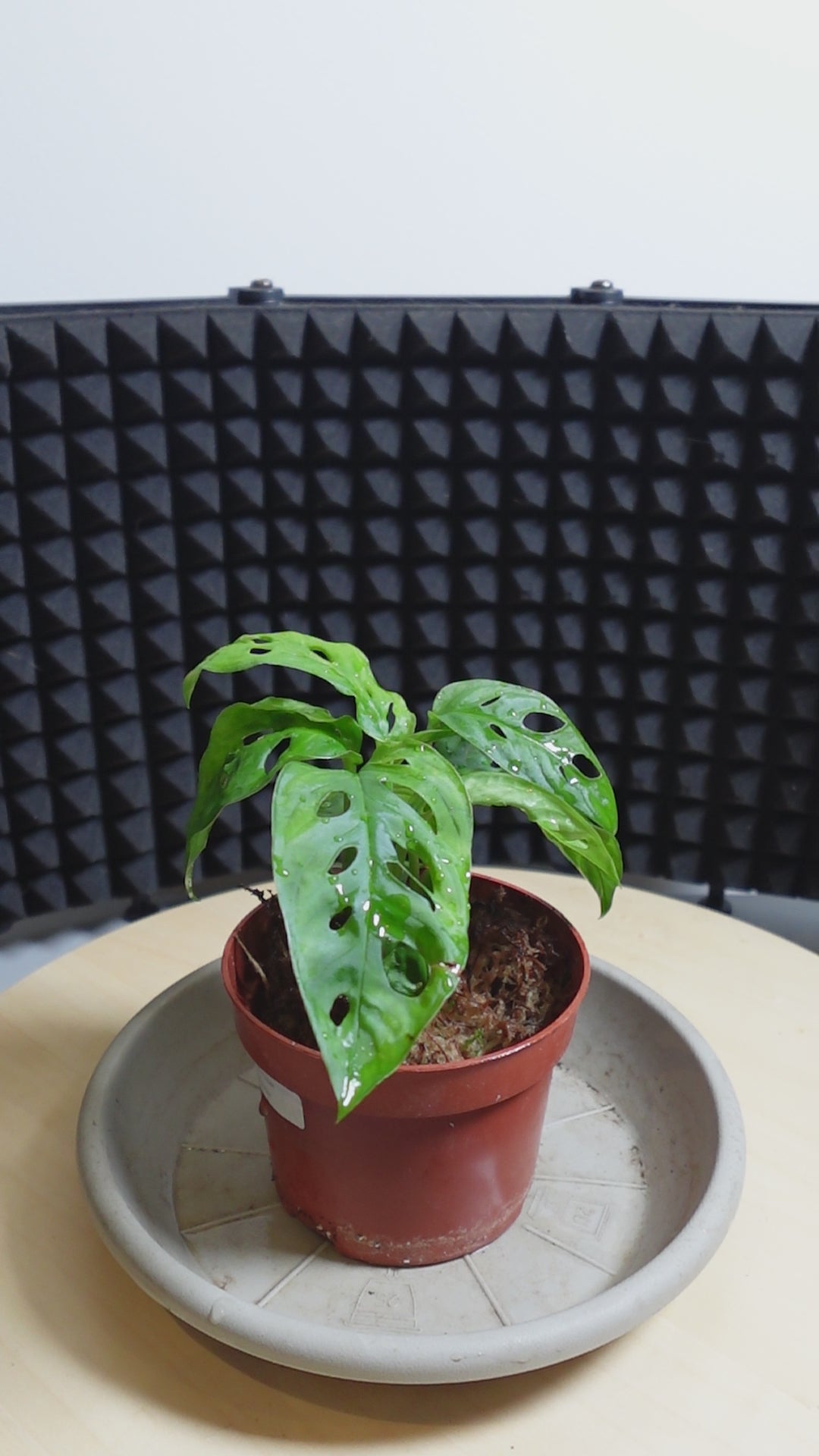 Monstera adansonii