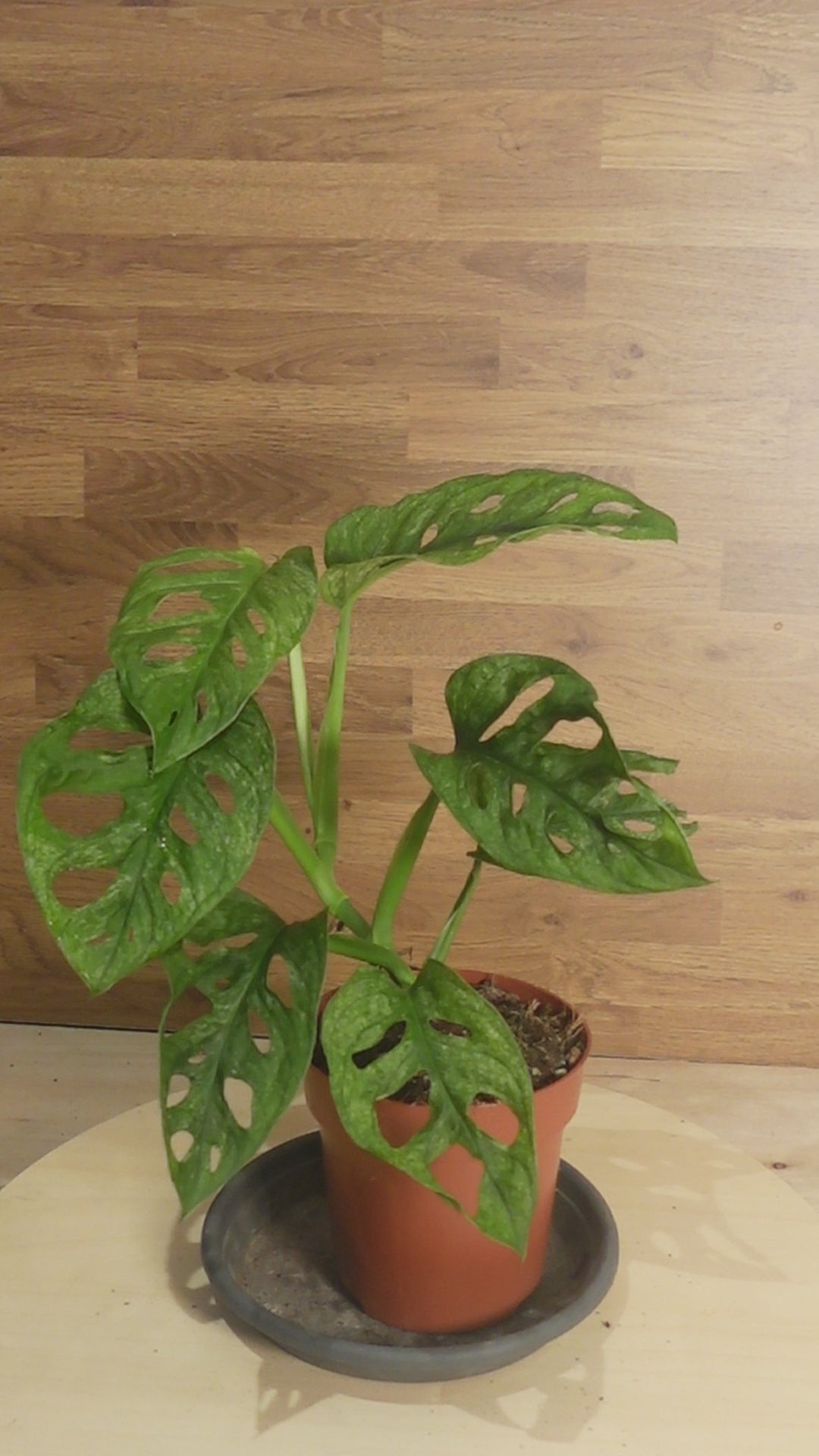 Monstera adansonii MINT