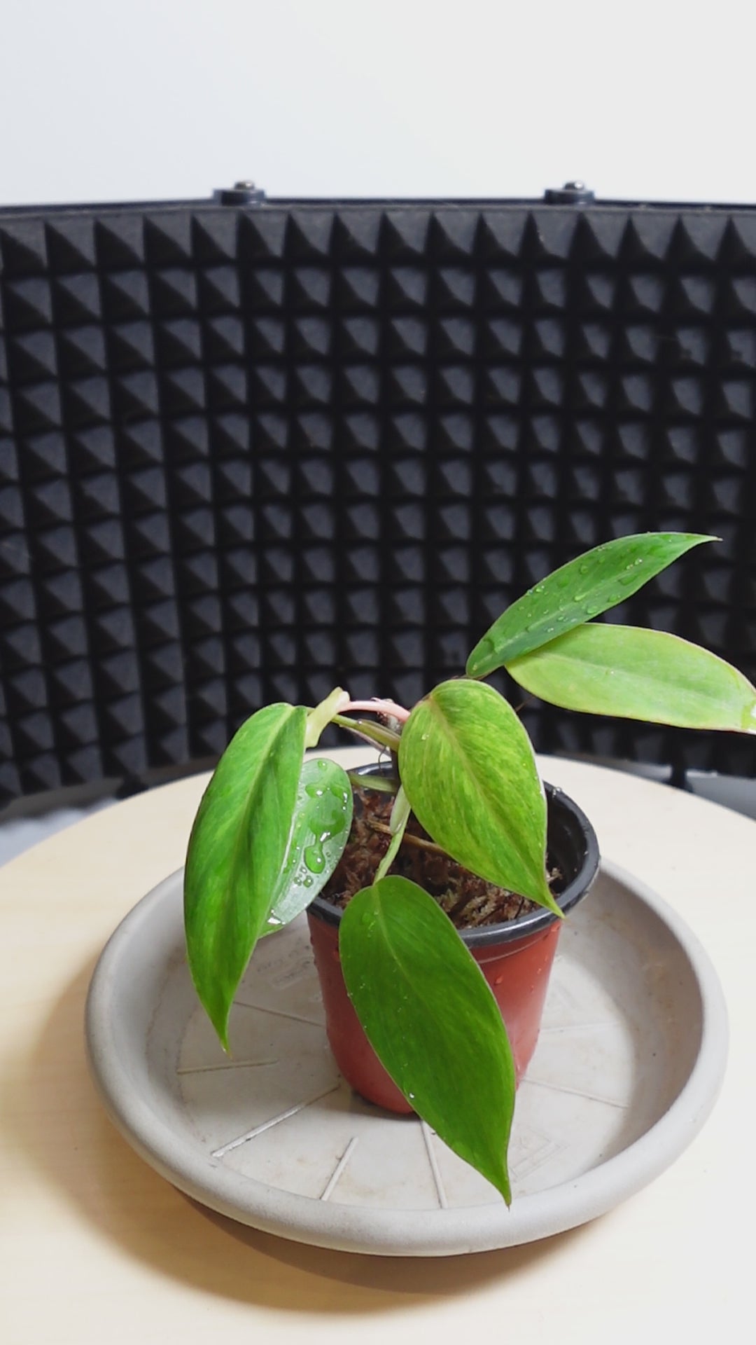 Philodendron painted lady