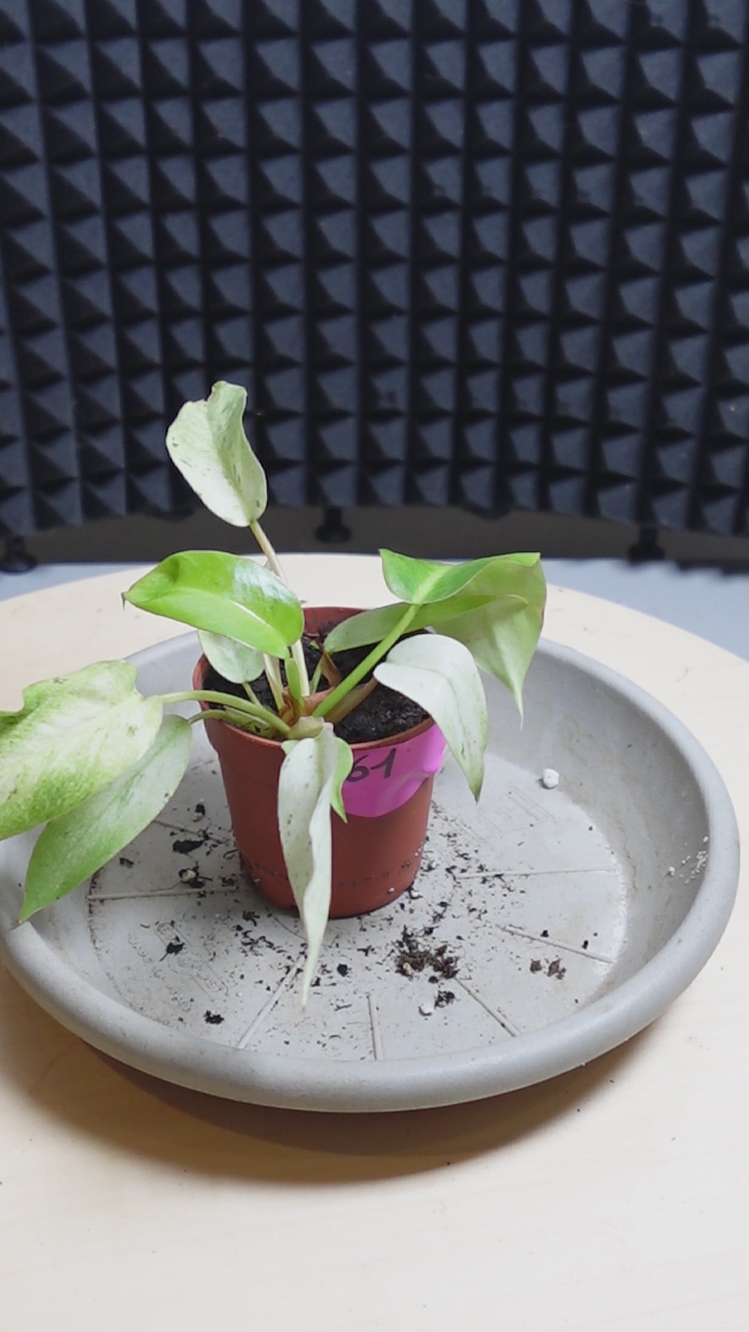 Philodendron sword swift