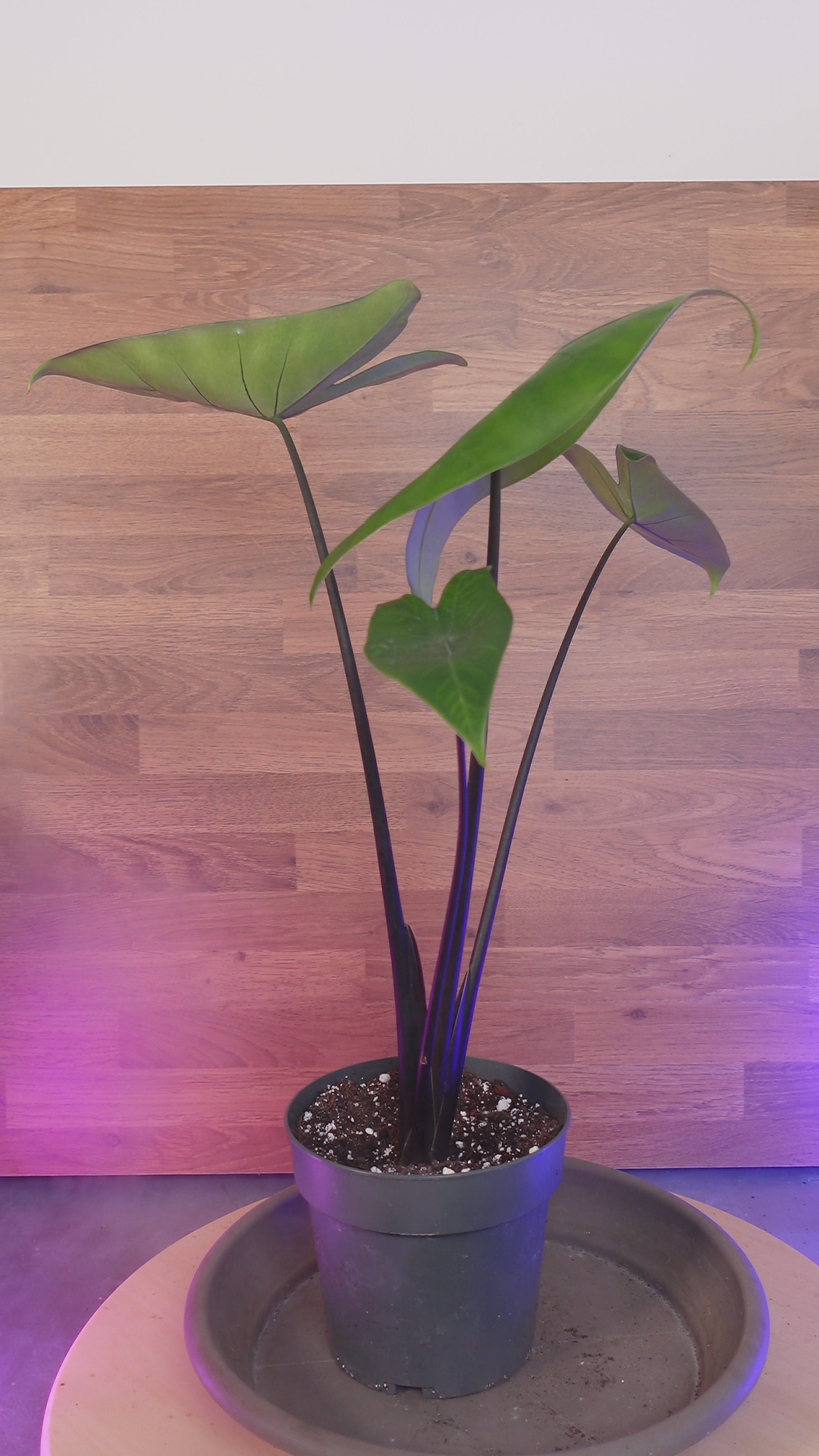 alocasia black zebrina