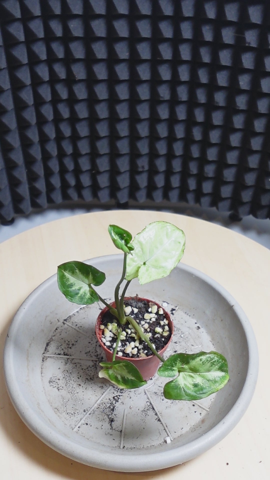 Syngonium pixie