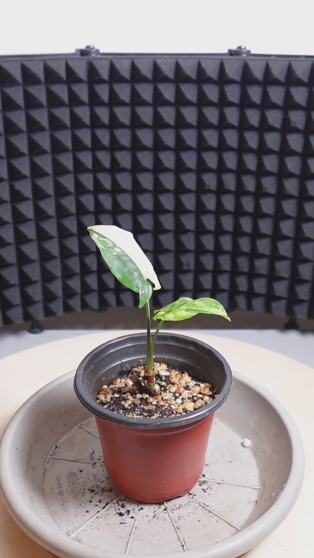 Syngonium variegata aurea