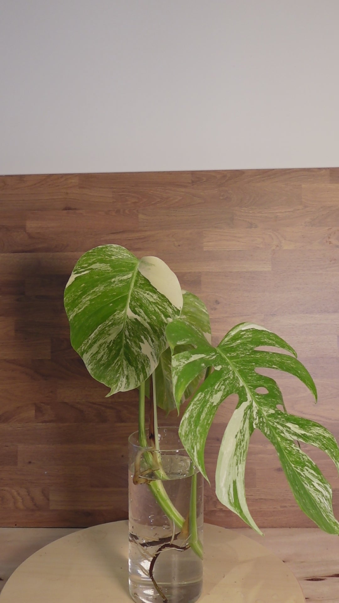 Monstera variegata