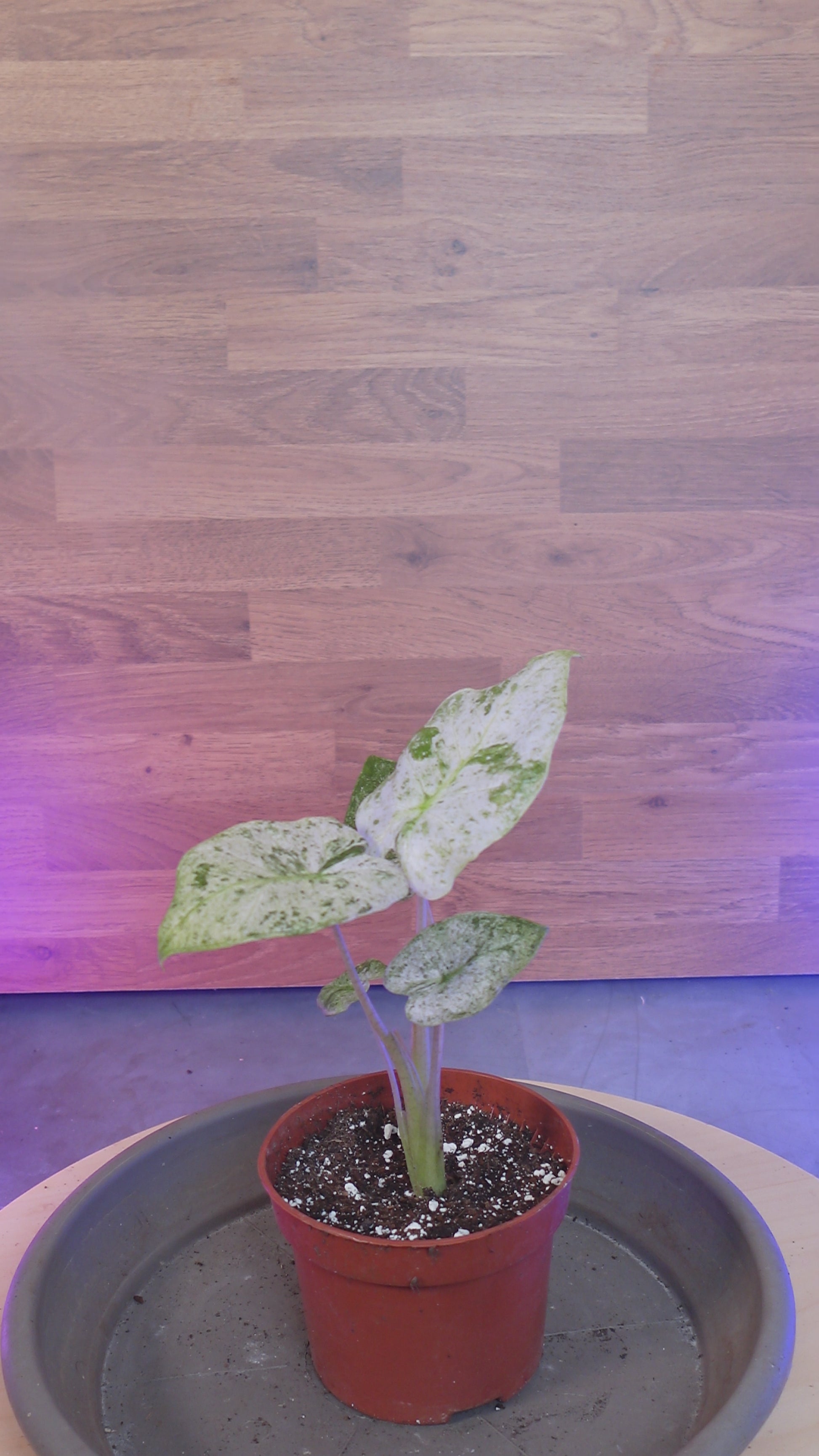 Alocasia macrorrhizos 'Splash'