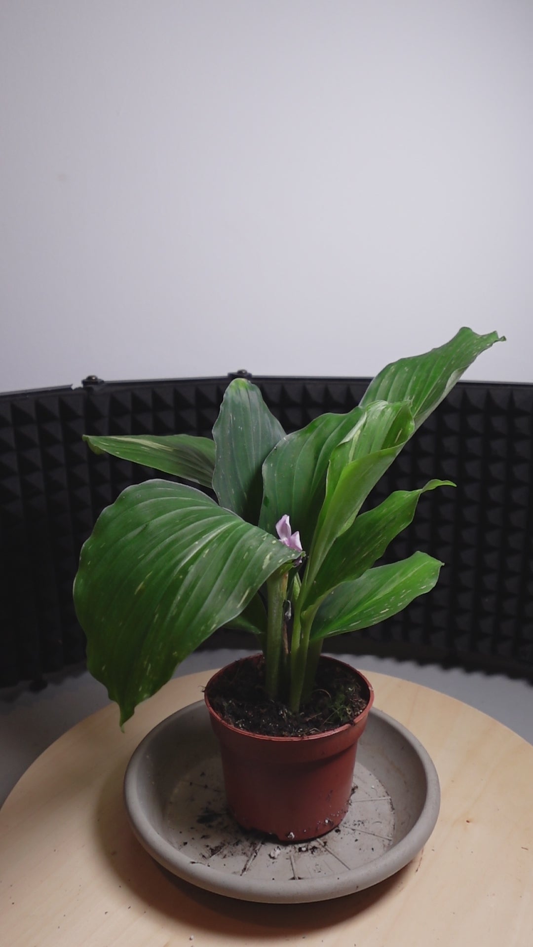 Kaempferia pulchra 'Marble Variegata'