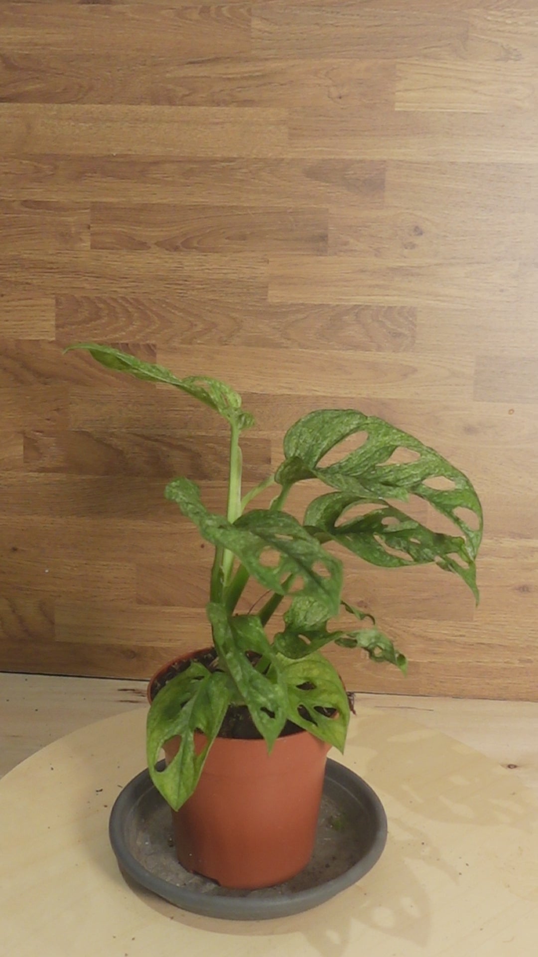 Monstera adansonii MINT
