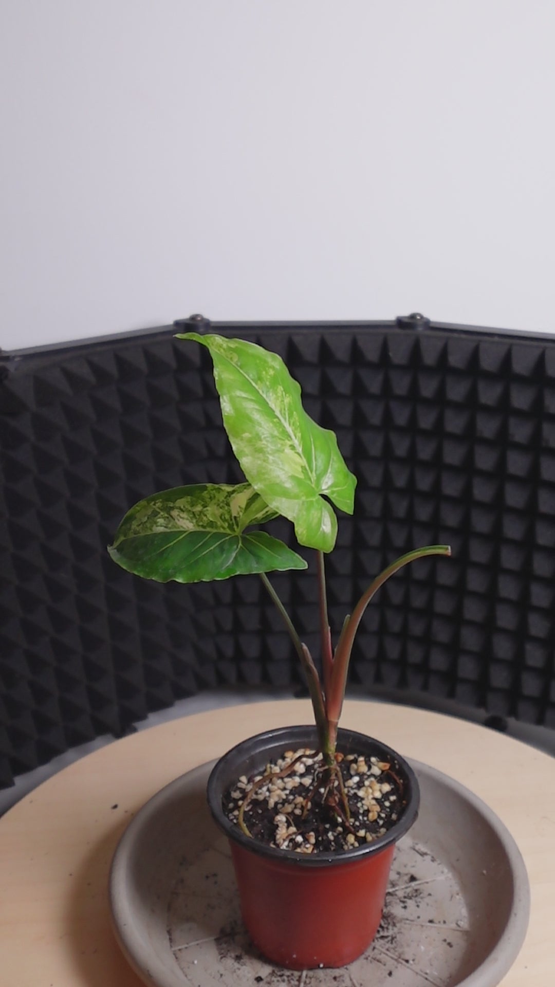 Syngonium variegata aurea
