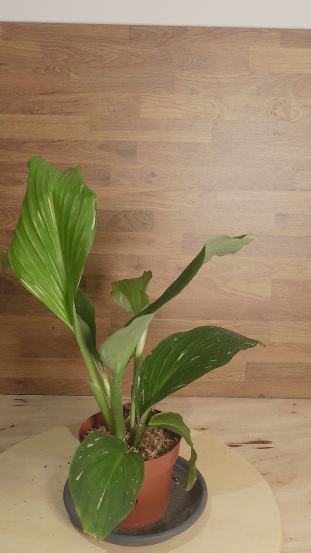 Kaempferia pulchra 'Marble Variegata'