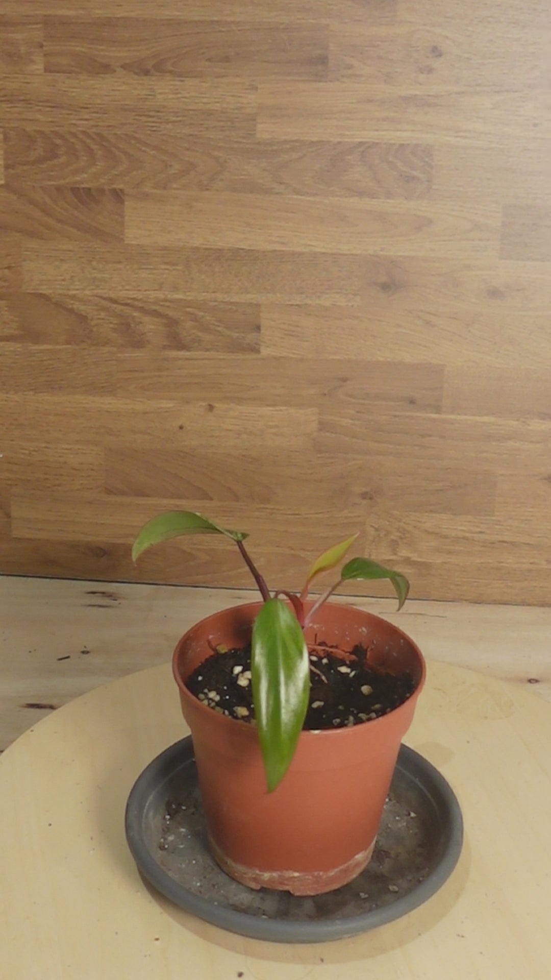 philodendron strawberry shake