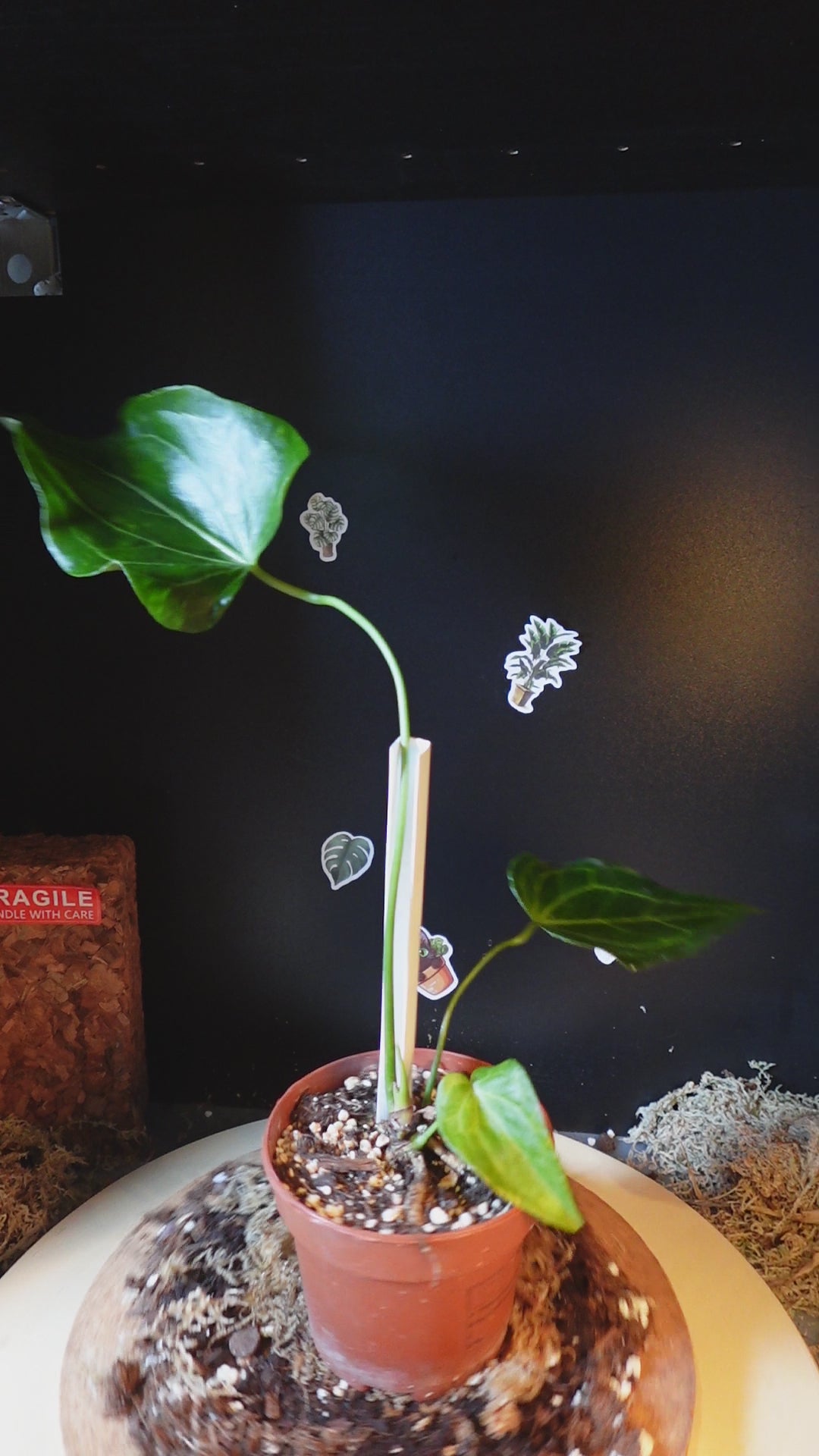 Anthurium delta force