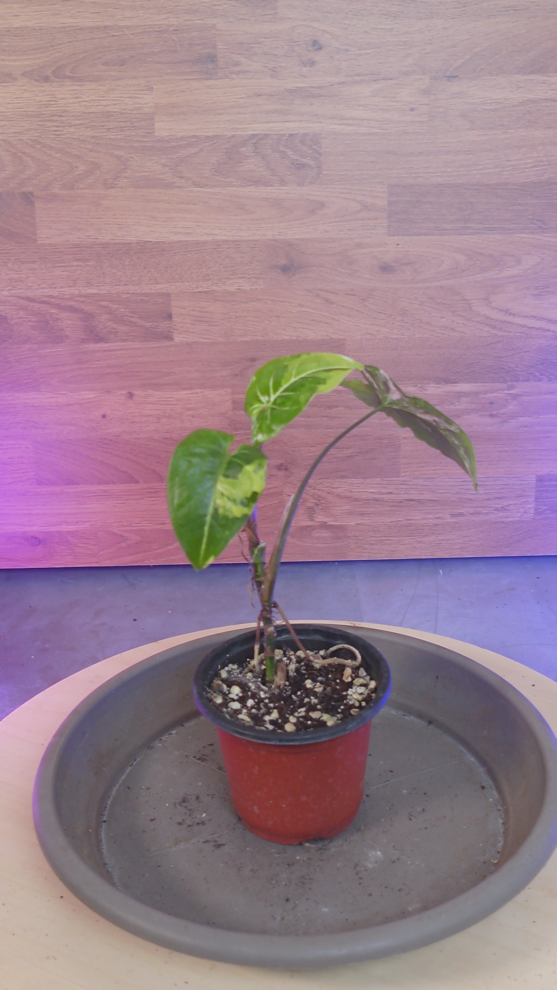 Syngonium variegata aurea