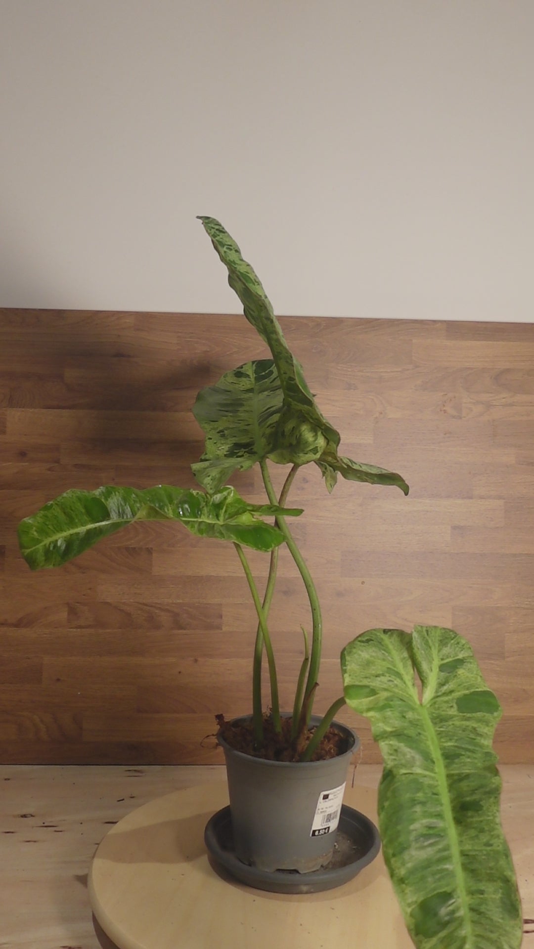 Philodendron 'Paraiso Verde'