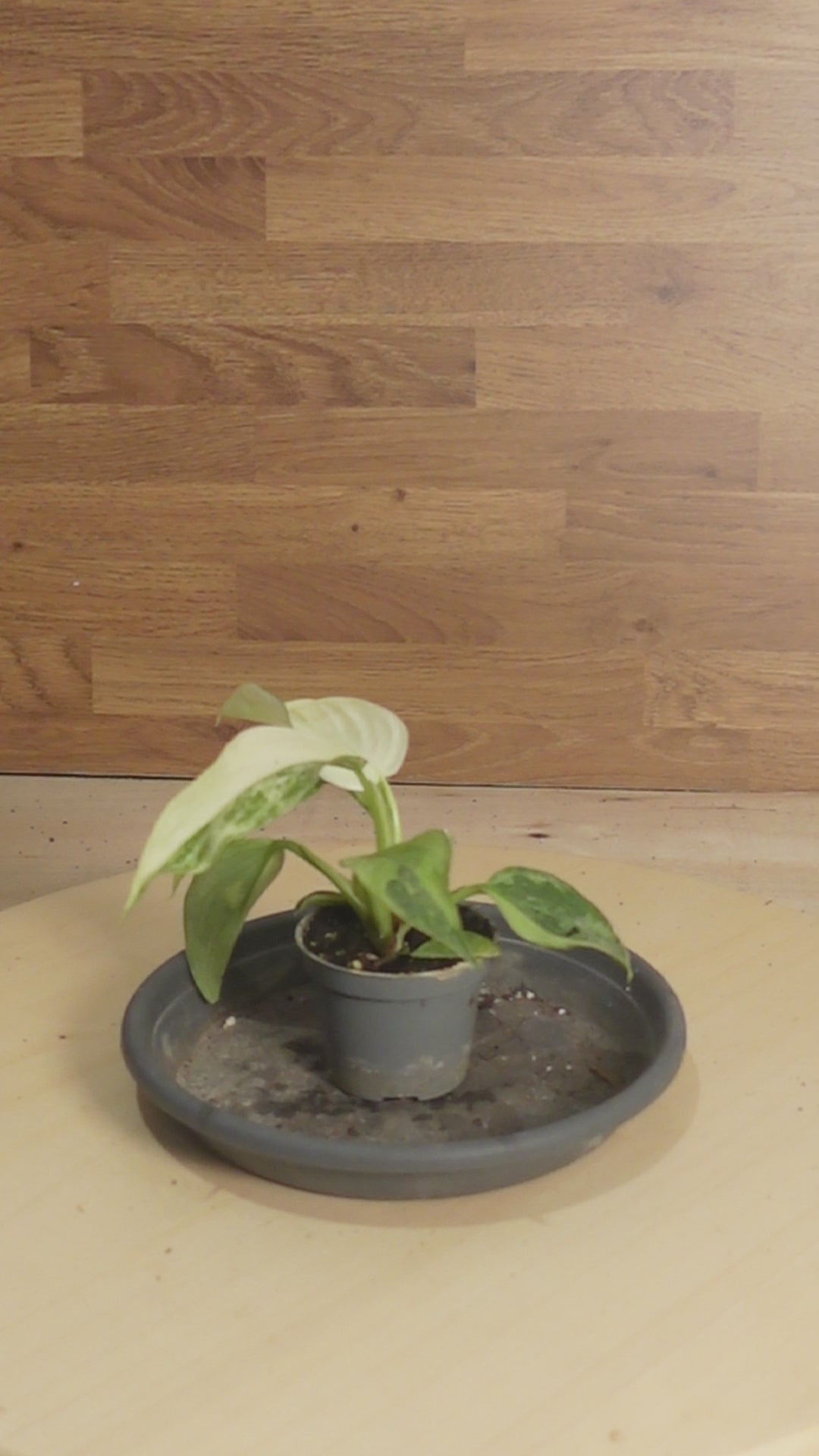 Philodendron 'Jose Buono'