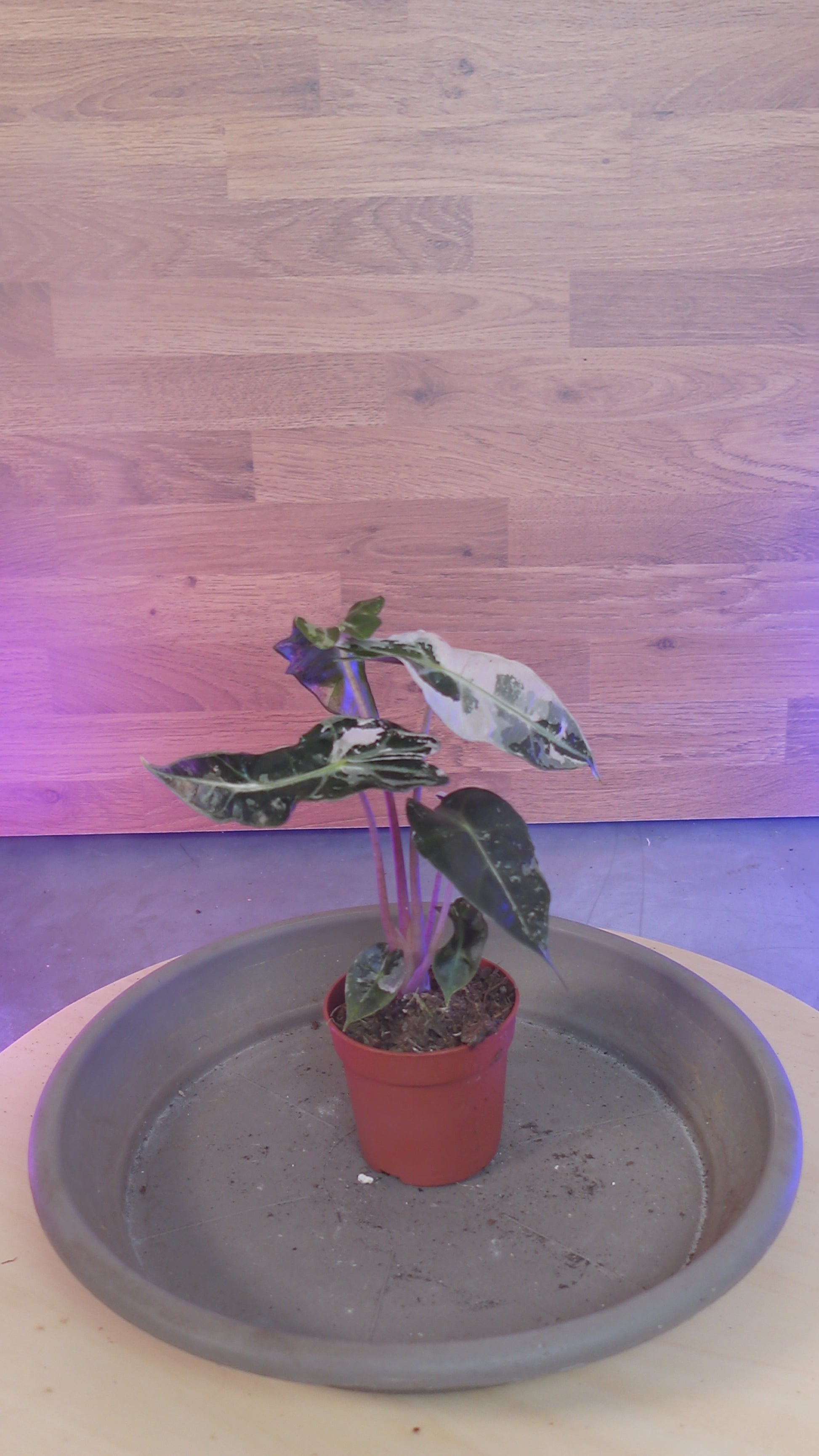 alocasia polly pink variegata